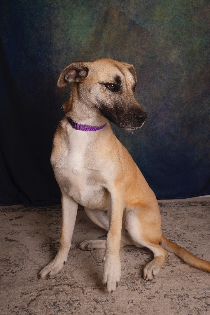 Enlarge Gracie, a Adoptable mixed breed in Lubbock, TX image 1/6
