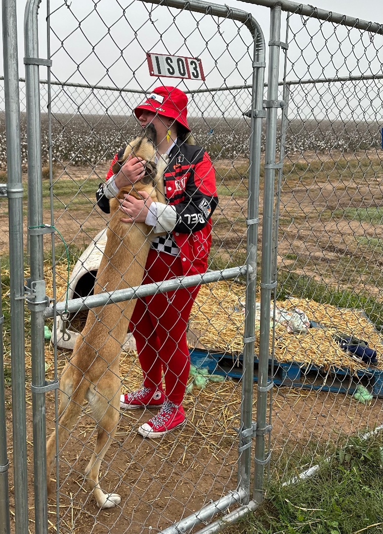 Enlarge Gracie, a Adoptable mixed breed in Lubbock, TX image 2/6