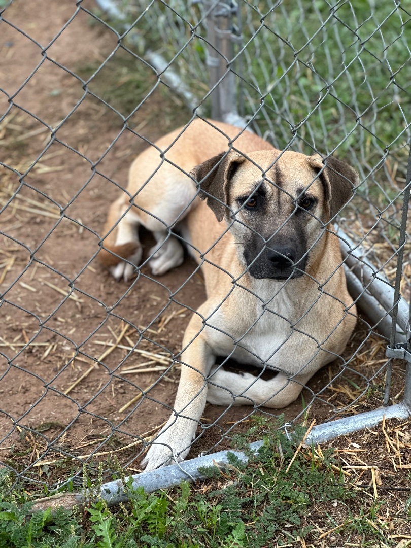 Enlarge Gracie, a Adoptable mixed breed in Lubbock, TX image 4/6