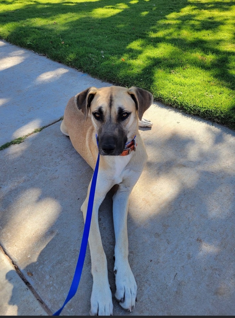 Enlarge Gracie, a Adoptable mixed breed in Lubbock, TX image 5/6