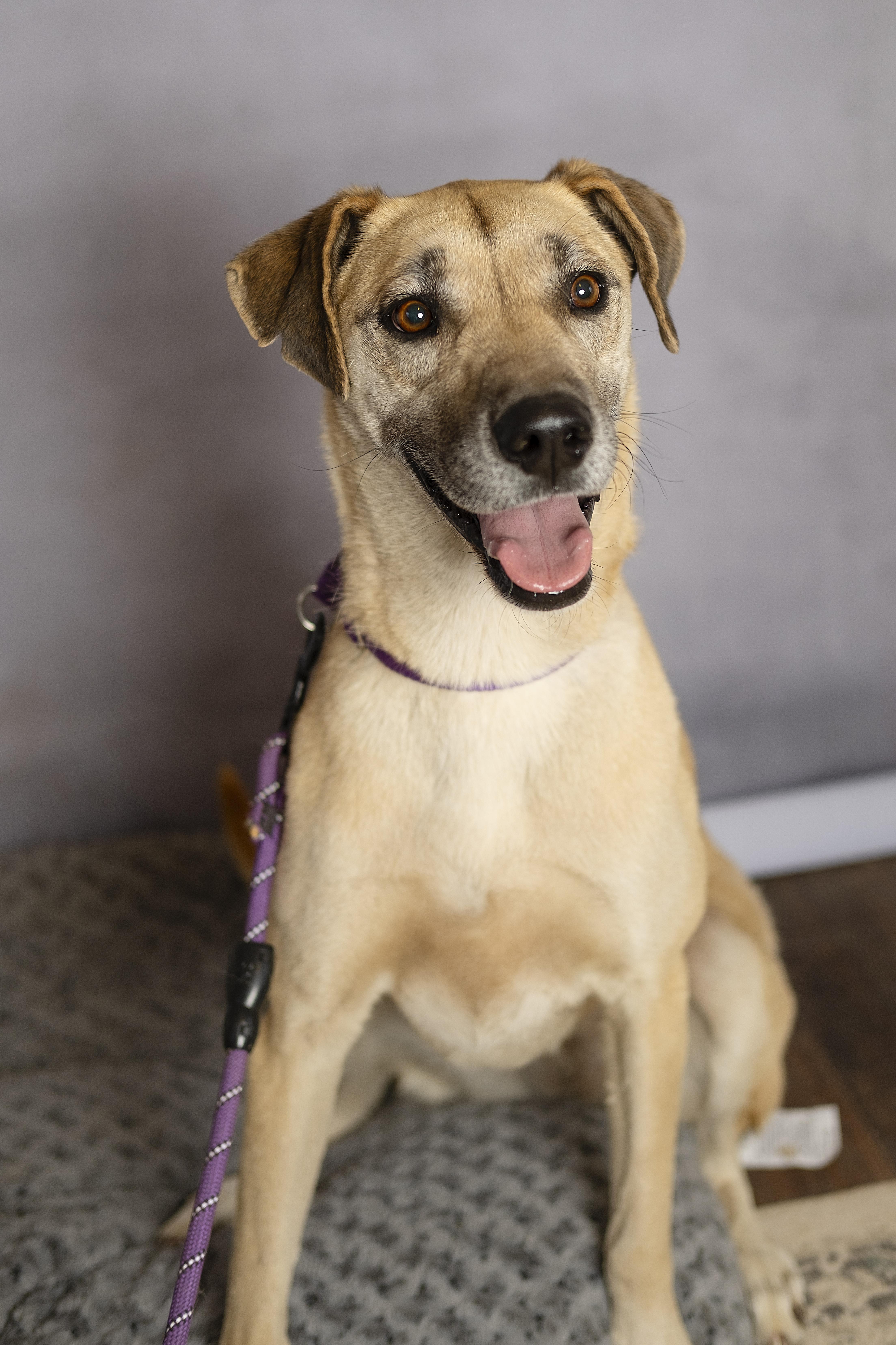 Gracie, a Adoptable mixed breed in Lubbock, TX image 6/6