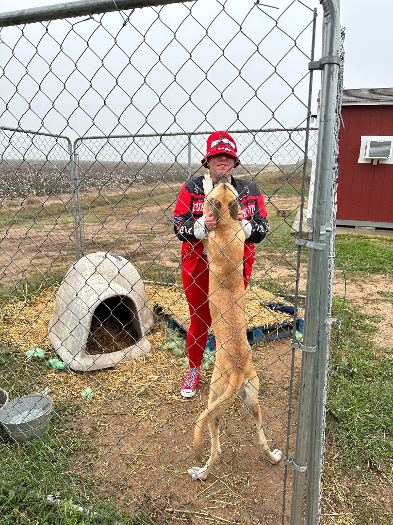 Enlarge Gracie, a Adoptable mixed breed in Lubbock, TX image 6/6