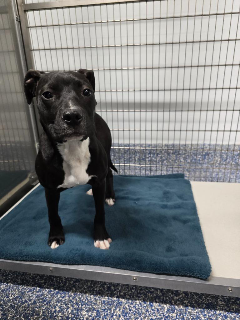 Evie Lou, Adoptable, Young Female Pit Bull Terrier.