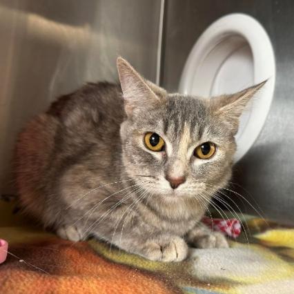 Heavenly Grace, Adoptable, Adult Female Domestic Short Hair.