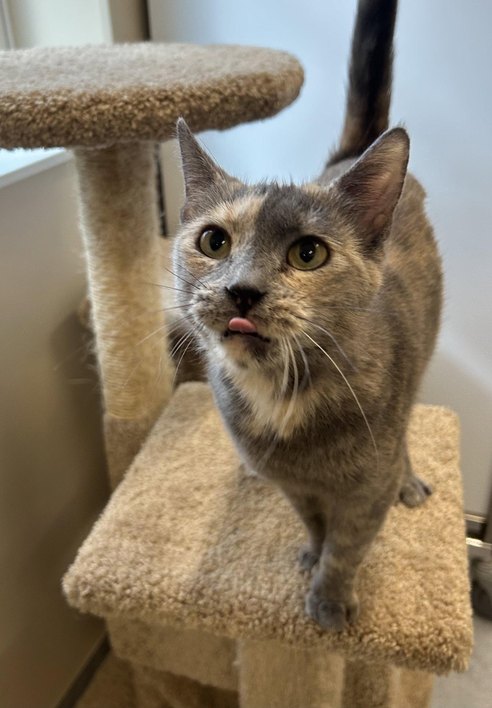 Patch, a Adopted Domestic Short Hair in Arlington, VT image 1/3