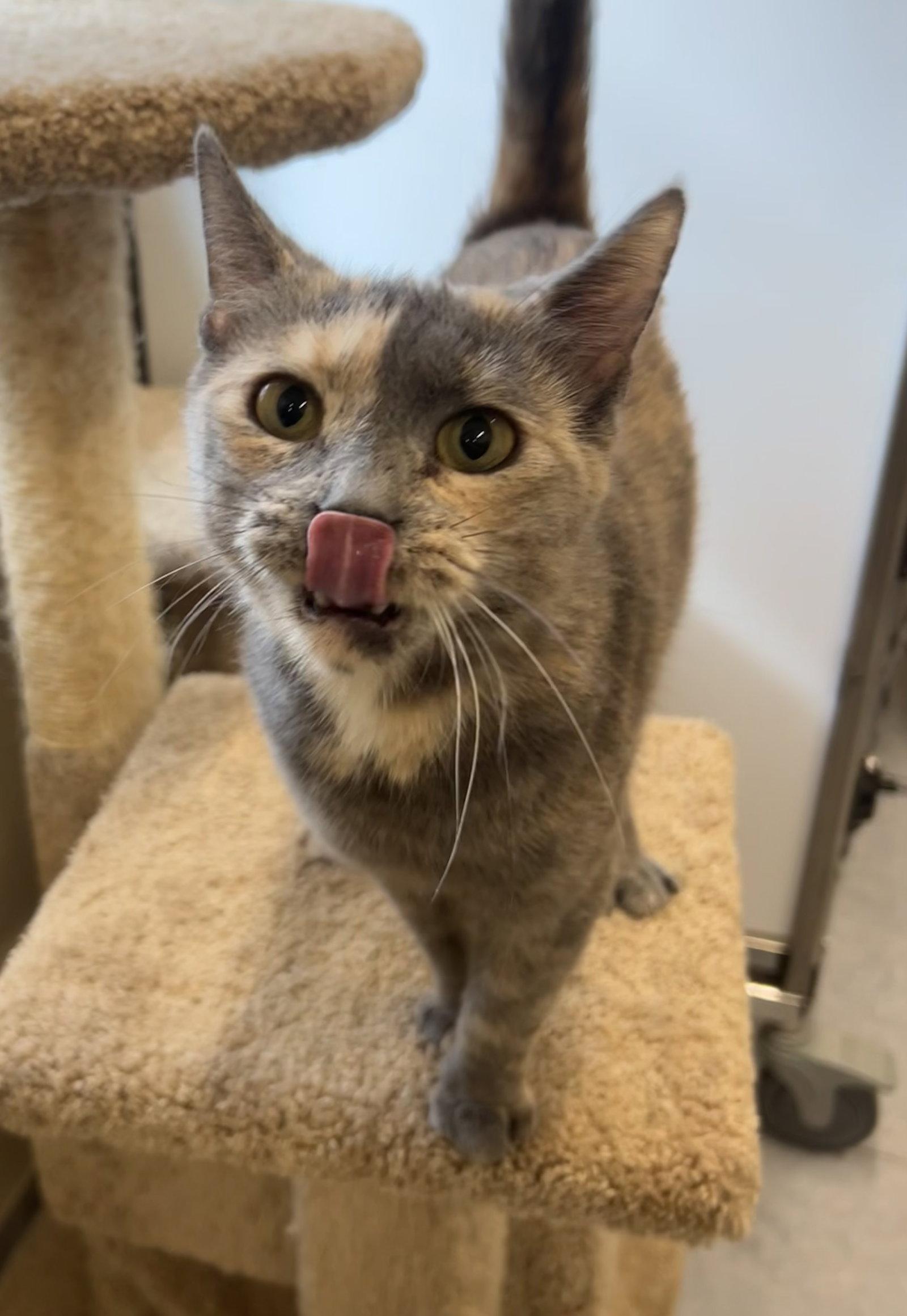 Patch, a Adopted Domestic Short Hair in Arlington, VT image 2/3