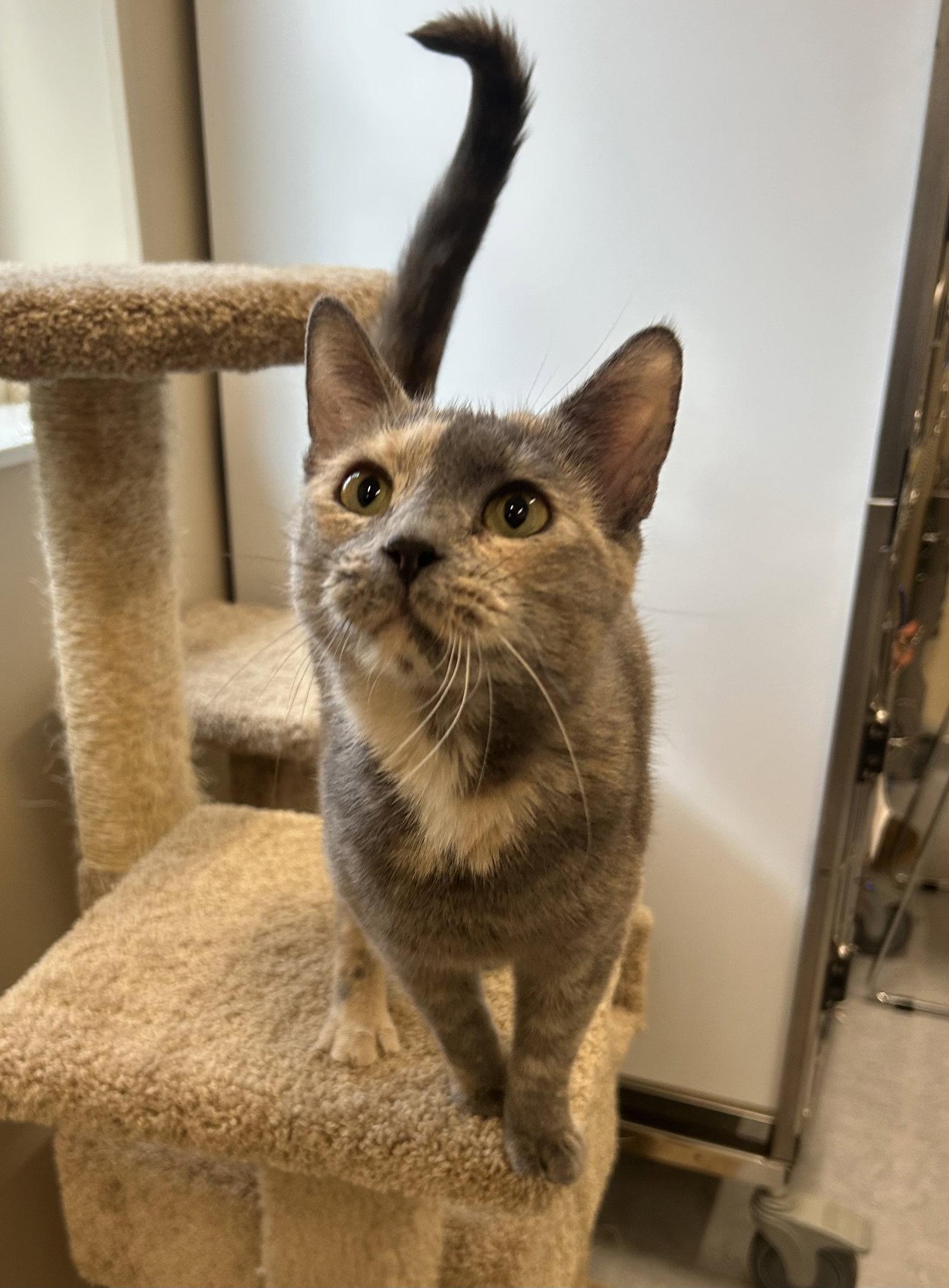 Patch, a Adopted Domestic Short Hair in Arlington, VT image 3/3