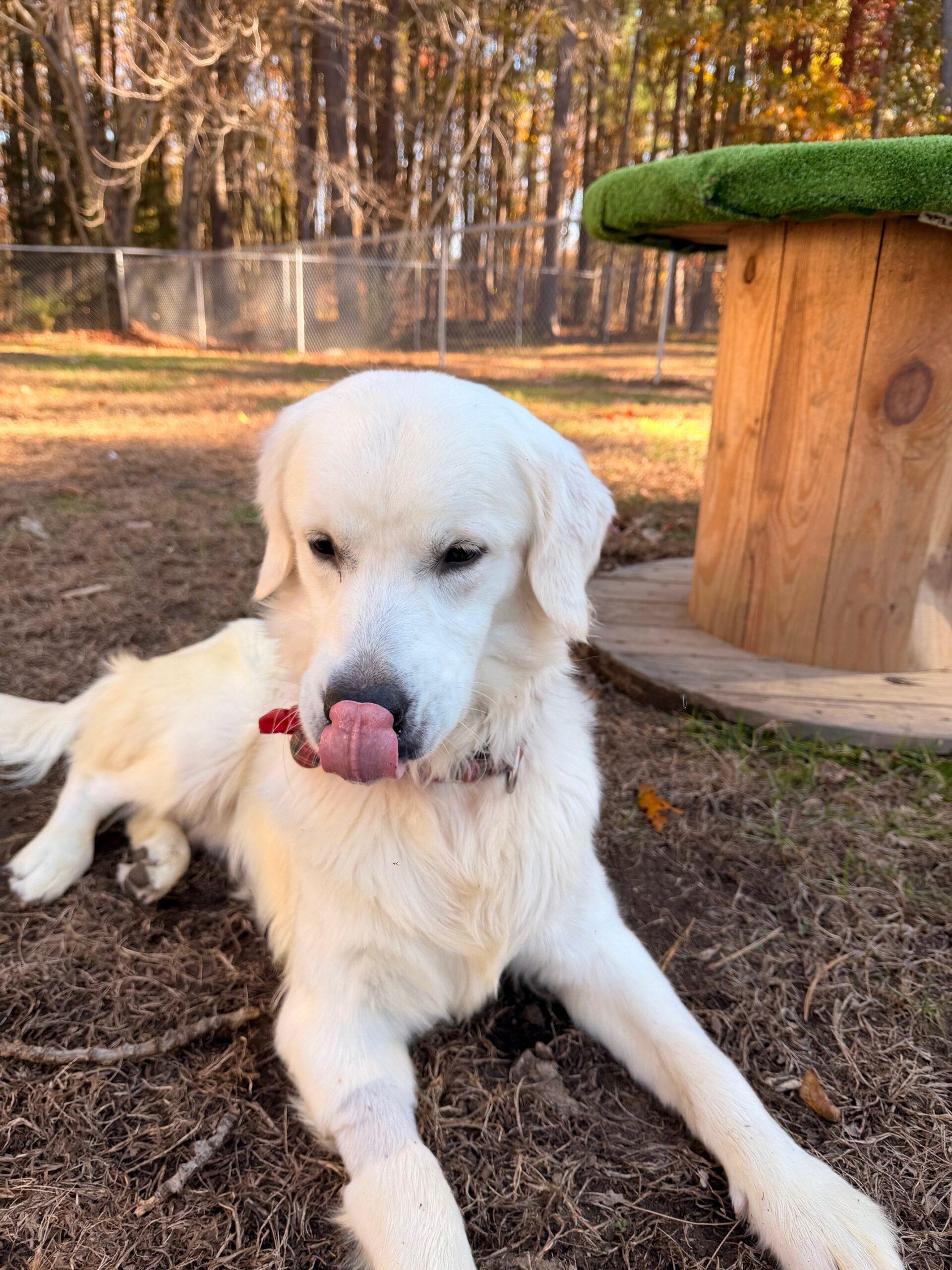 Enlarge Lucien, a ADOPTABLE Golden Retriever in Hudson, MA image 3/4