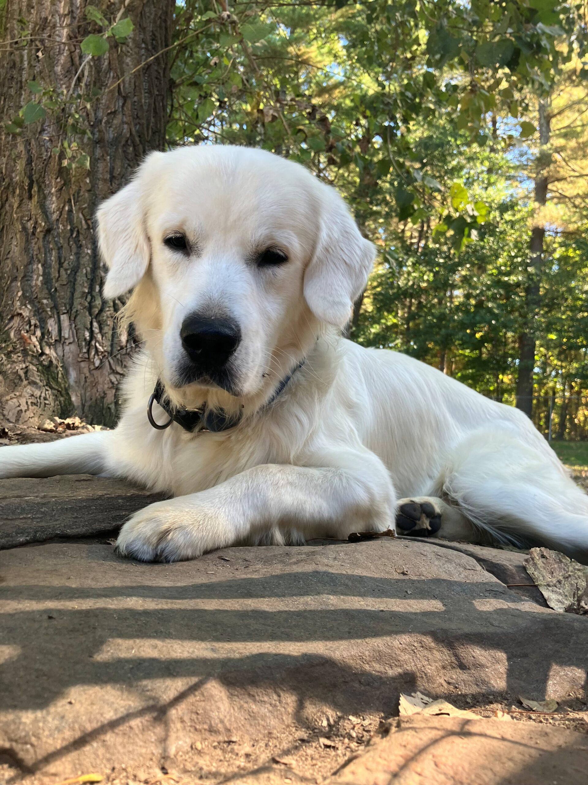 Enlarge Lucien, a ADOPTABLE Golden Retriever in Hudson, MA image 2/4