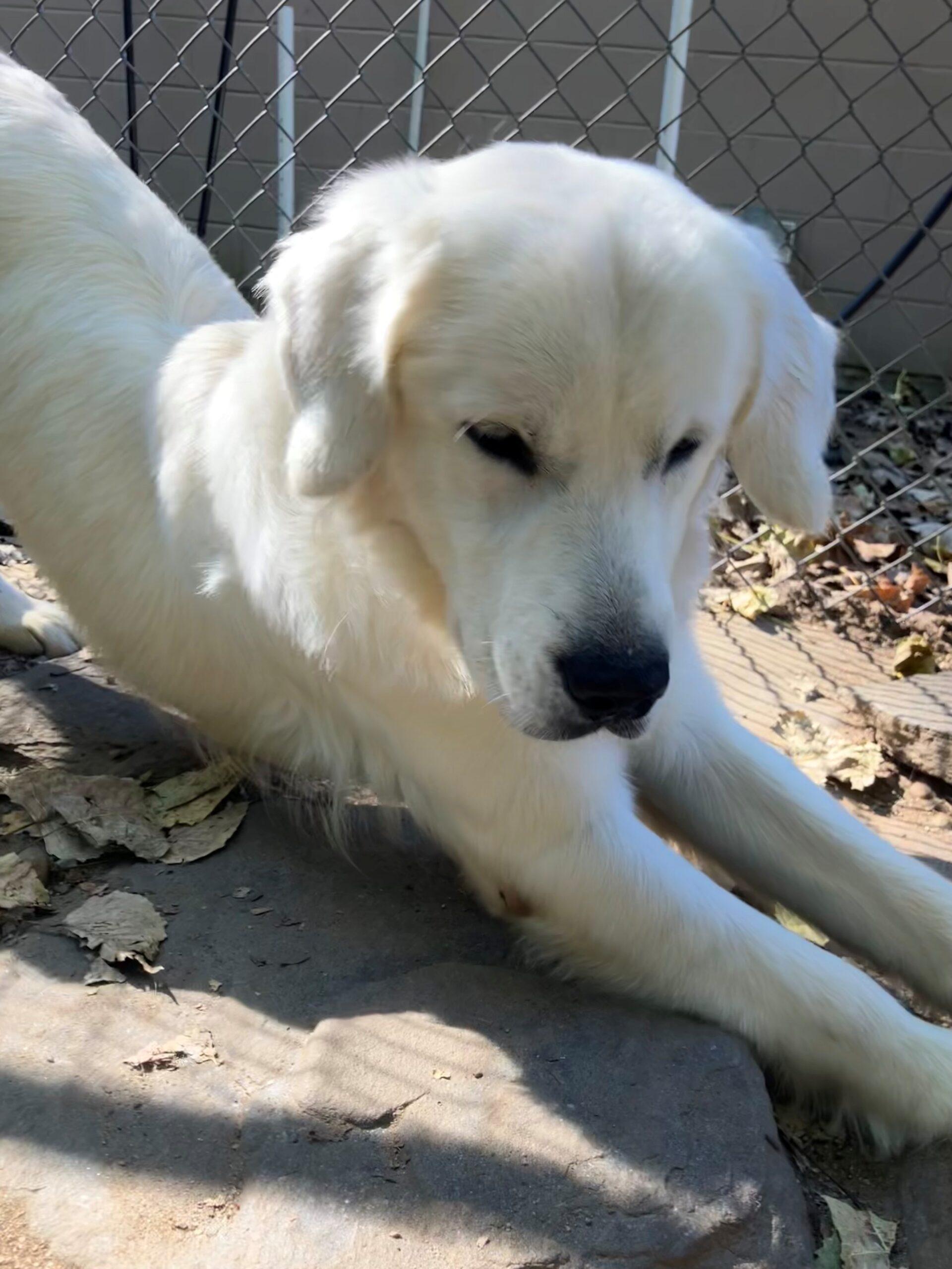 Enlarge Lucien, a ADOPTABLE Golden Retriever in Hudson, MA image 1/4