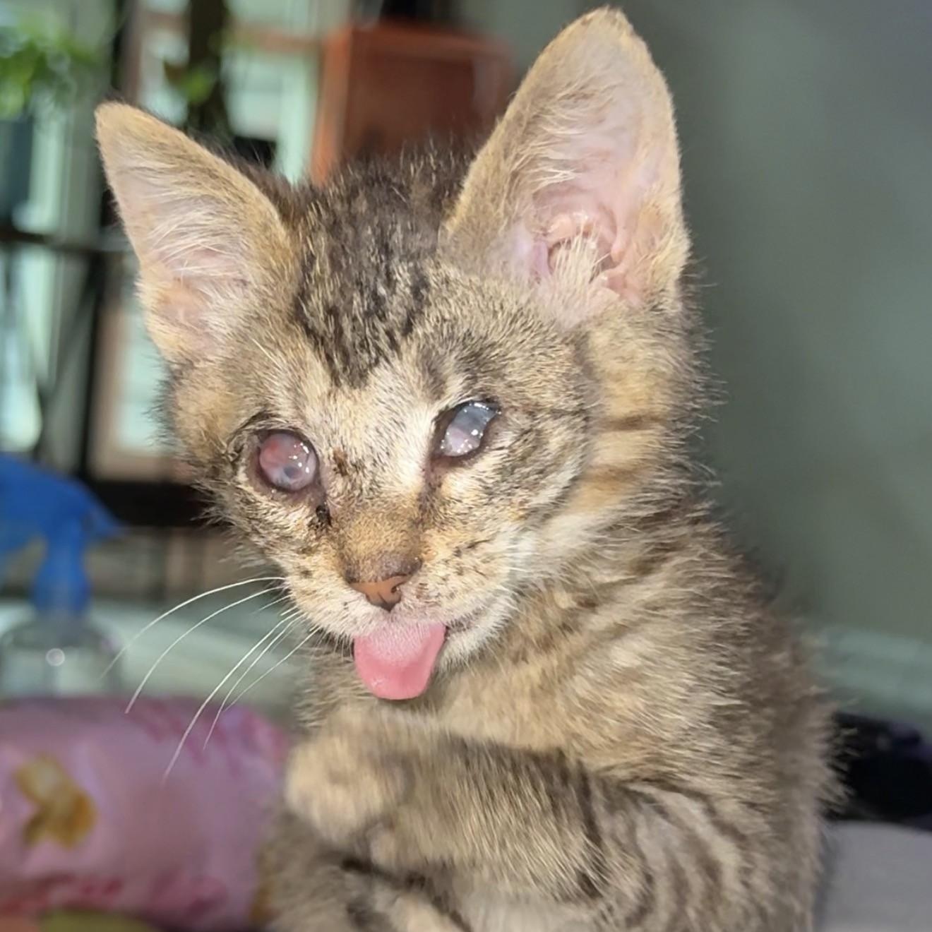 Strawberry (blind), a Adoptable Domestic Short Hair in Charlotte, NC image 4/6