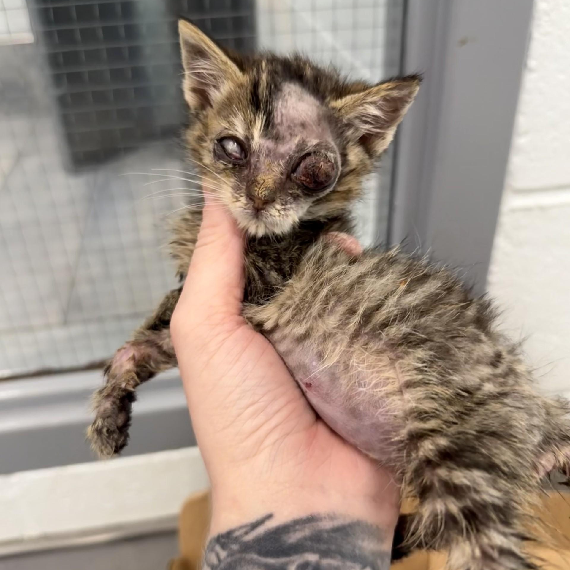 Strawberry (blind), a Adoptable Domestic Short Hair in Charlotte, NC image 6/6
