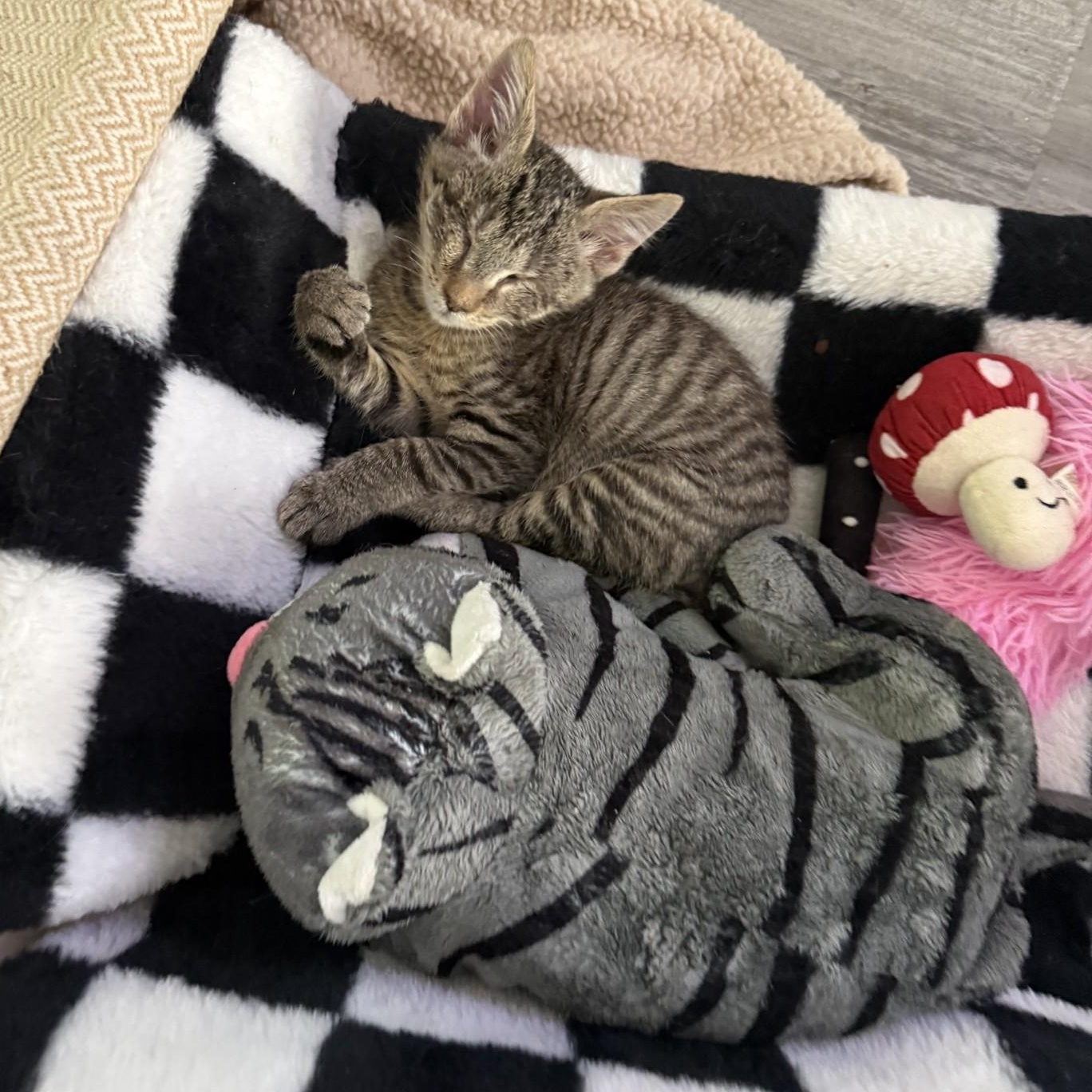 Strawberry (blind), a Adoptable Domestic Short Hair in Charlotte, NC image 5/6