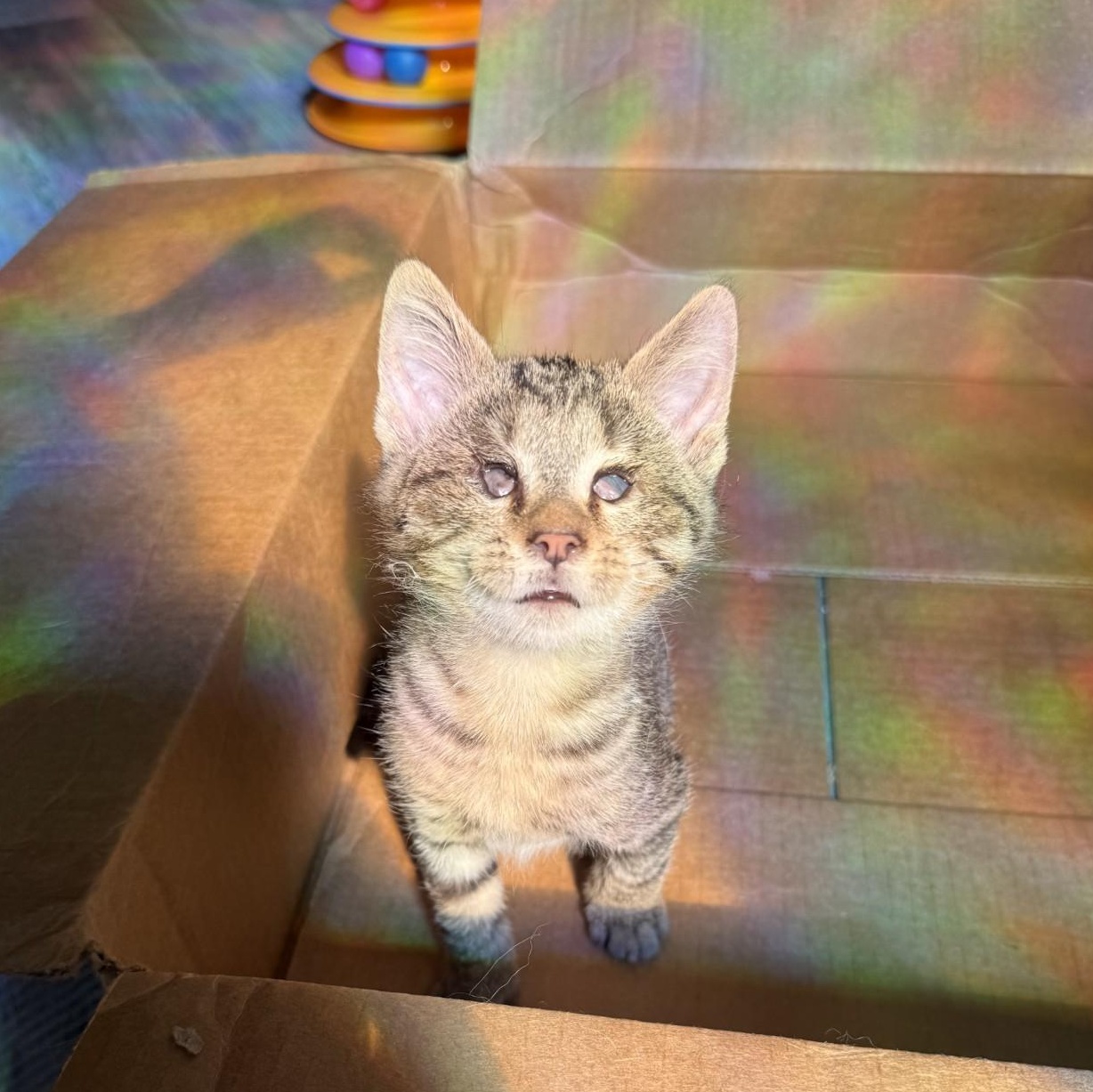 Strawberry (blind), a Adoptable Domestic Short Hair in Charlotte, NC image 2/6