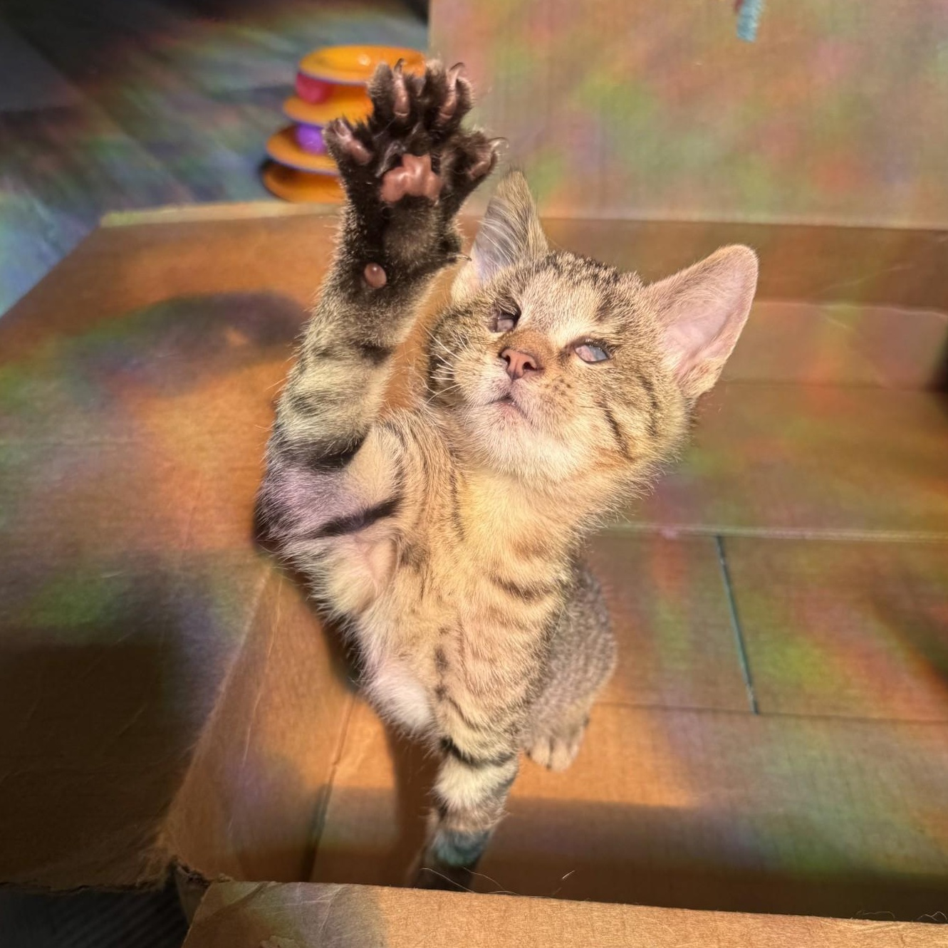 Strawberry (blind), Adoptable, Kitten Male Domestic Short Hair.