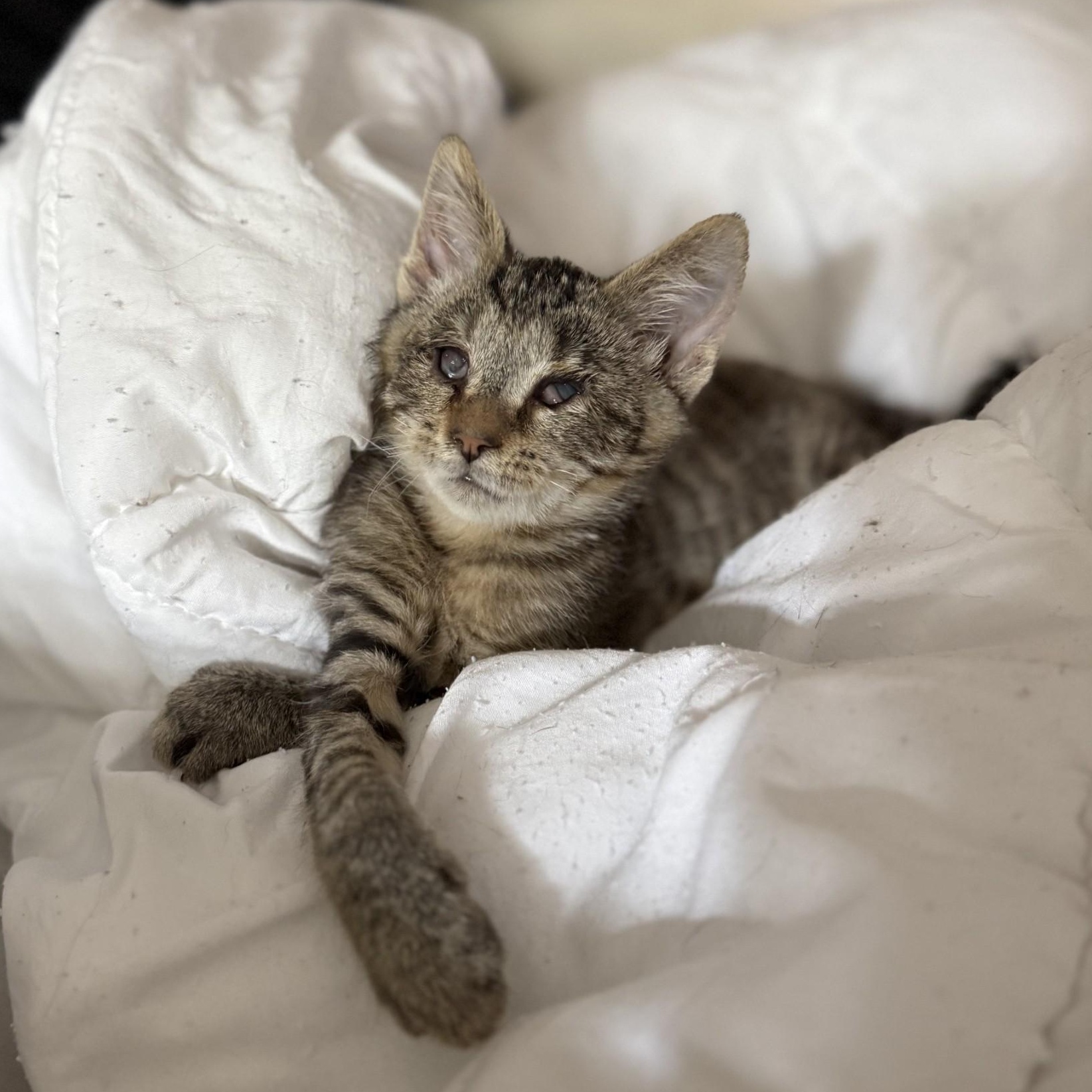 Strawberry (blind), a Adoptable Domestic Short Hair in Charlotte, NC image 3/6