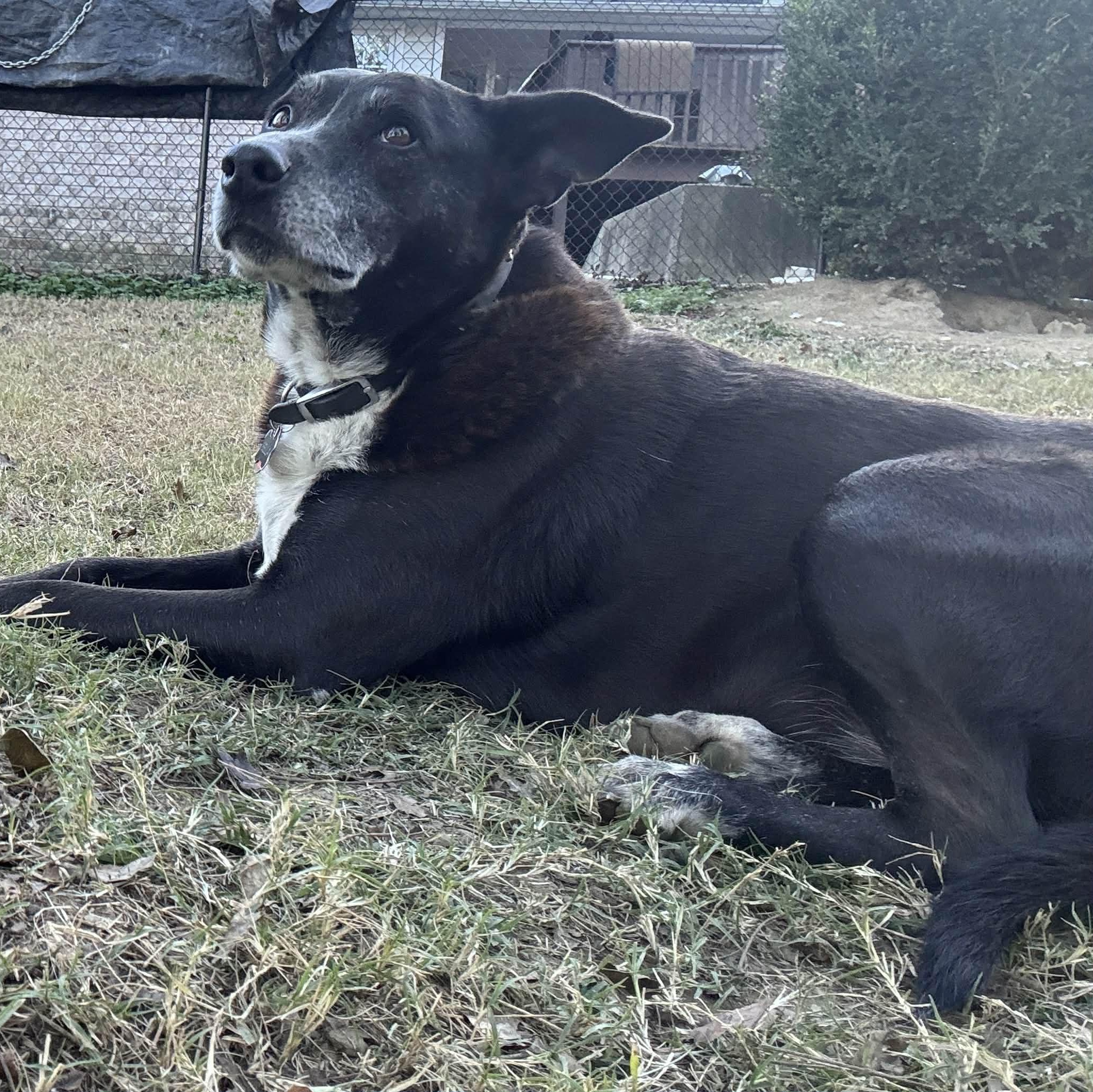 Isabella, a Adoptable mixed breed in Chatham, NJ image 1/6