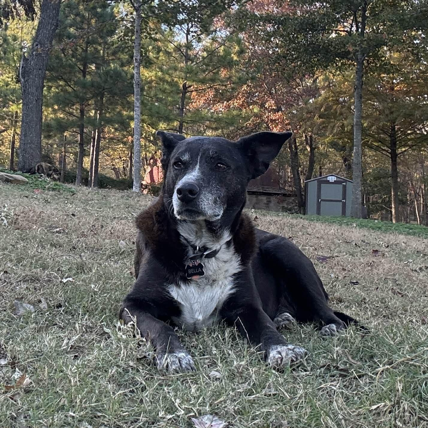 Isabella, a Adoptable mixed breed in Chatham, NJ image 2/6