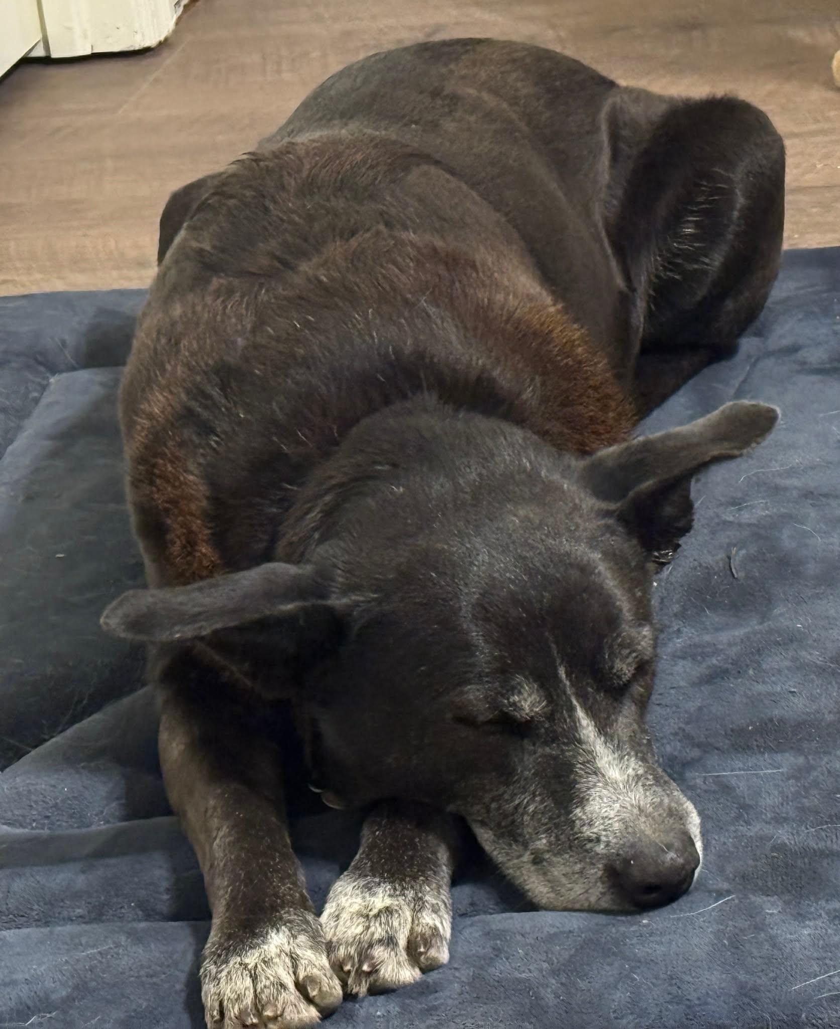 Isabella, a Adoptable mixed breed in Chatham, NJ image 3/6