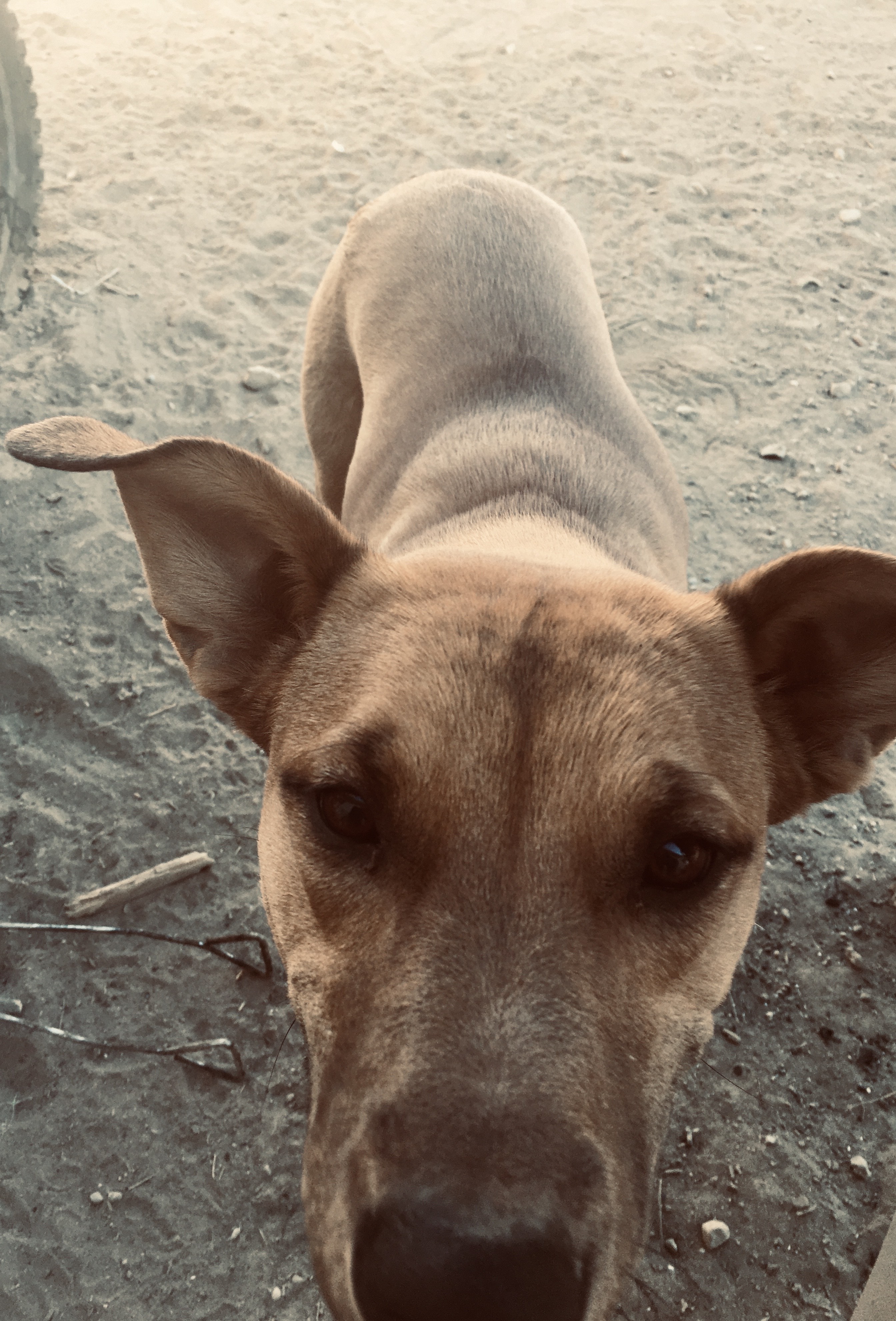 GASTON, a Adoptable mixed breed in Las Vegas, NV image 5/5