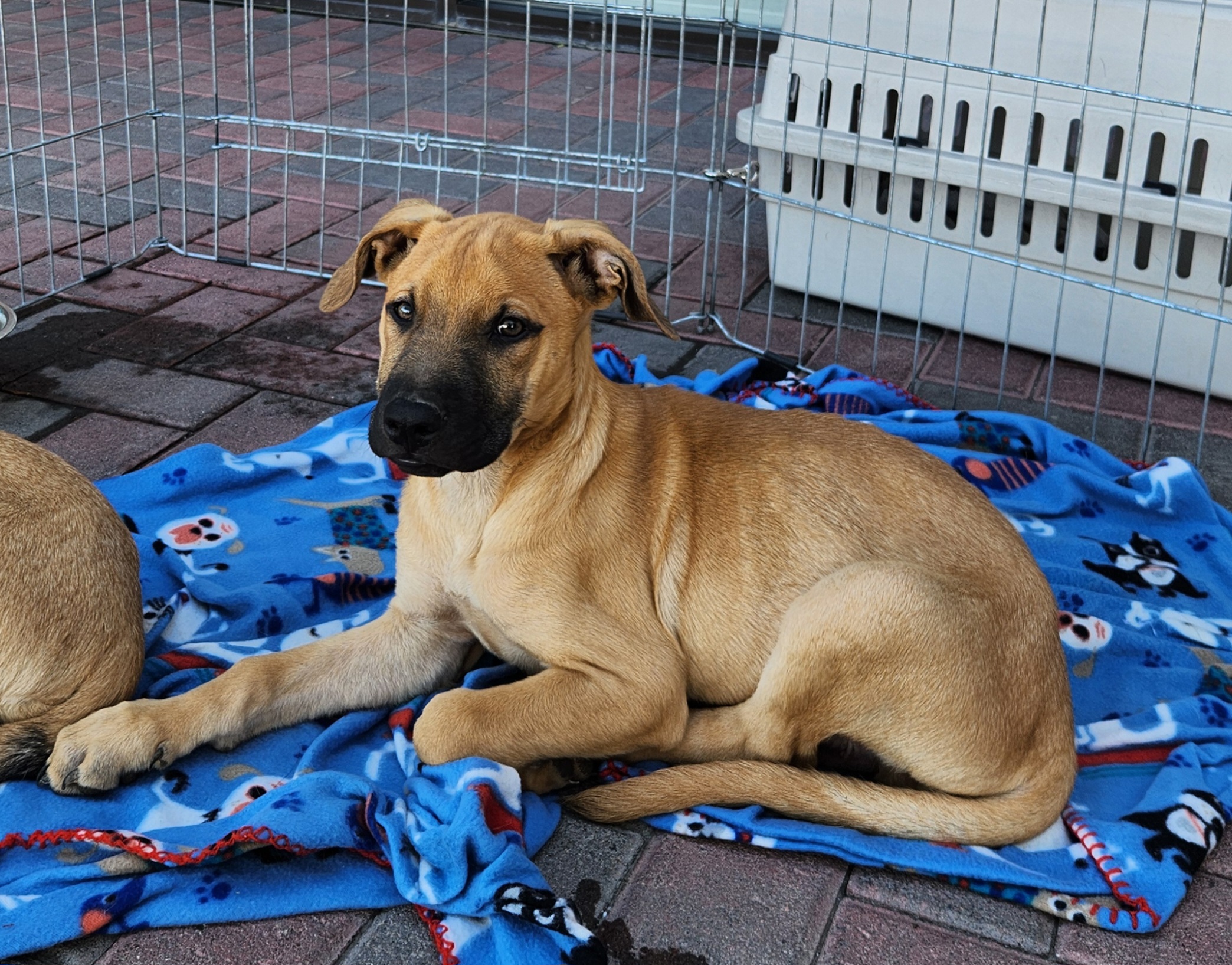 GASTON, a Adoptable mixed breed in Las Vegas, NV image 3/5