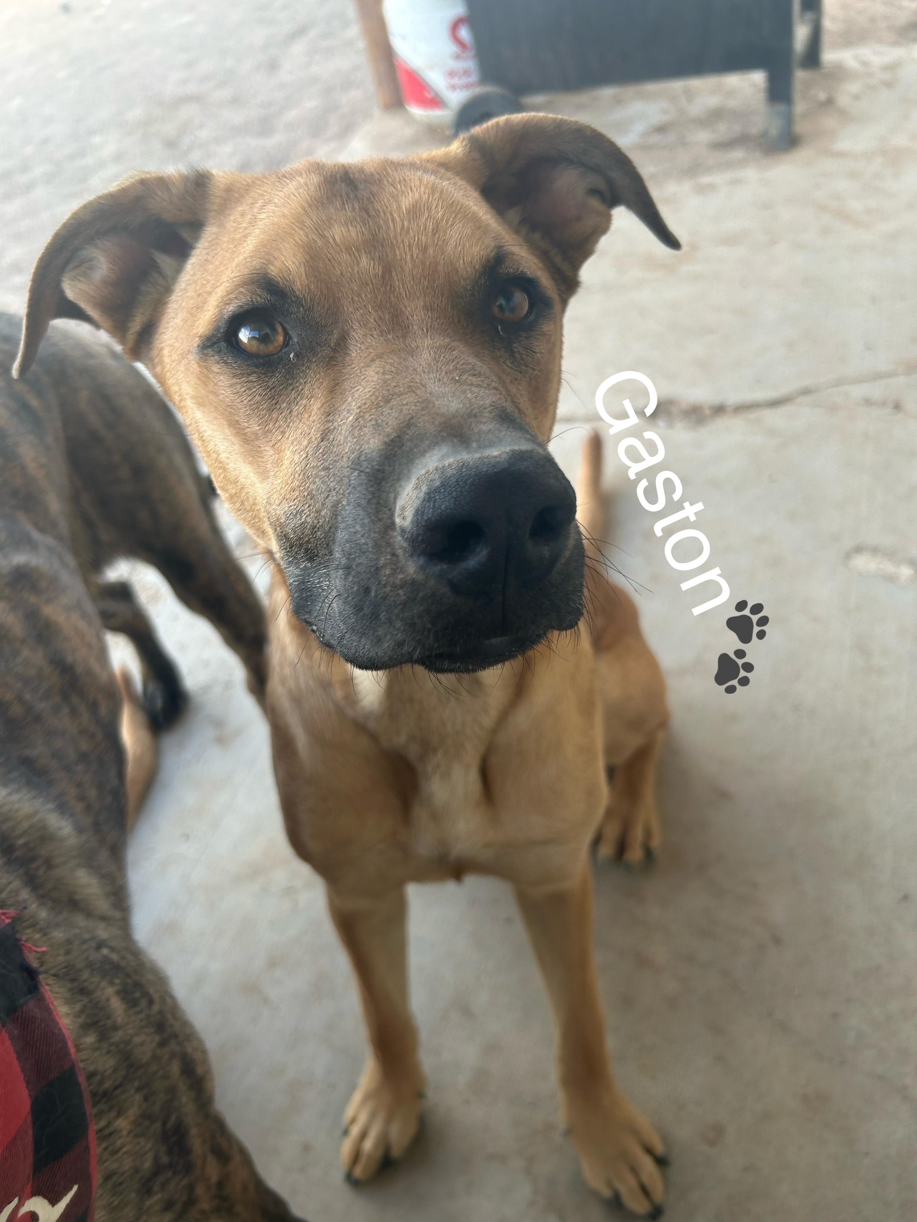 GASTON, a Adoptable mixed breed in Las Vegas, NV image 1/5