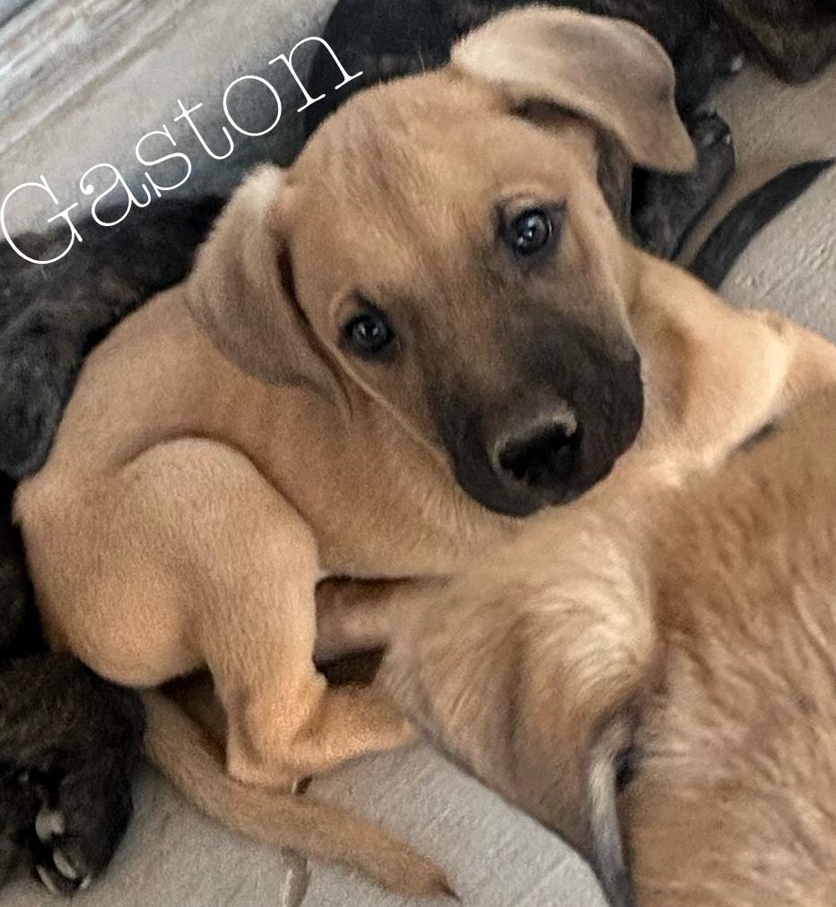 GASTON, a Adoptable mixed breed in Las Vegas, NV image 4/5