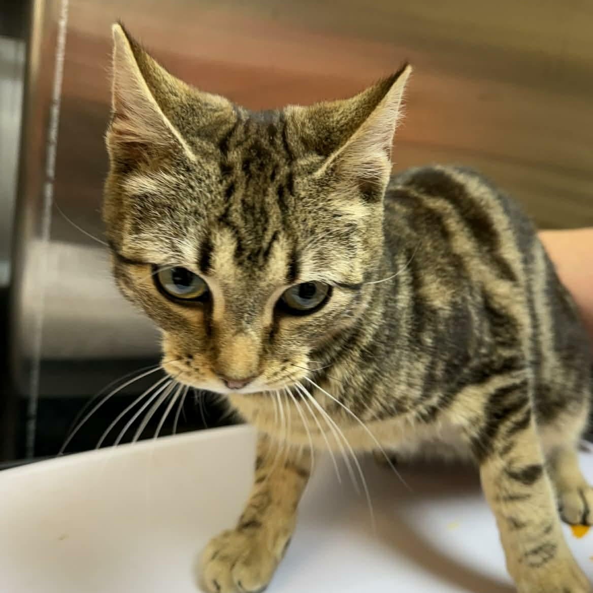 Enlarge Gill, an adopted Domestic Short Hair in Orange, VA image 3/3