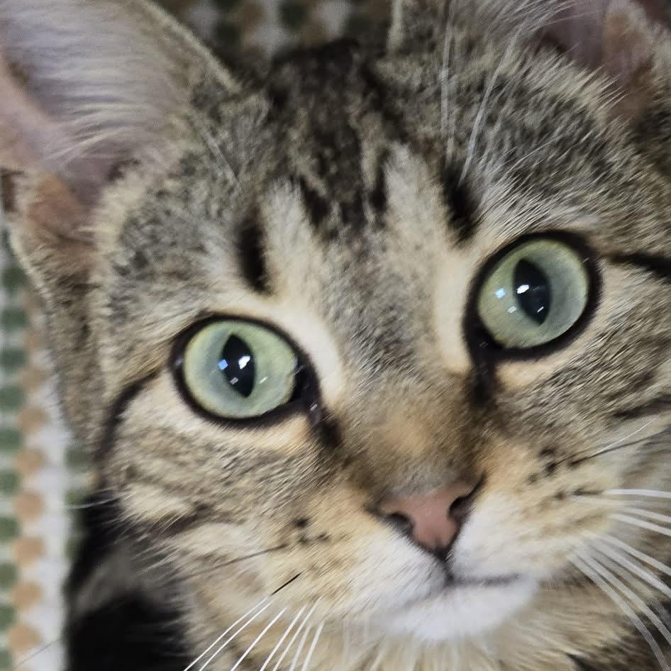 Enlarge Gill, an adopted Domestic Short Hair in Orange, VA image 2/3