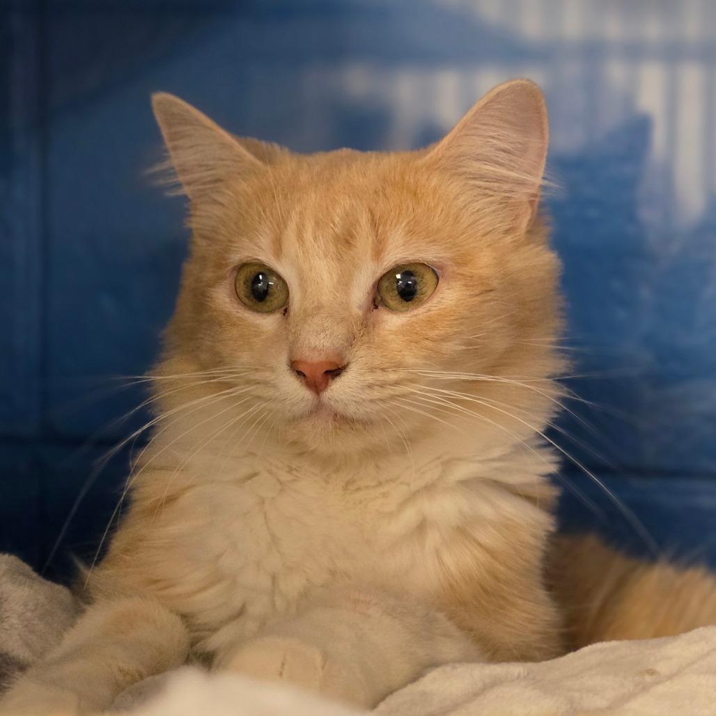 Enlarge Magnolia, a Adoptable Domestic Medium Hair in Huntsville, AL image 1/6