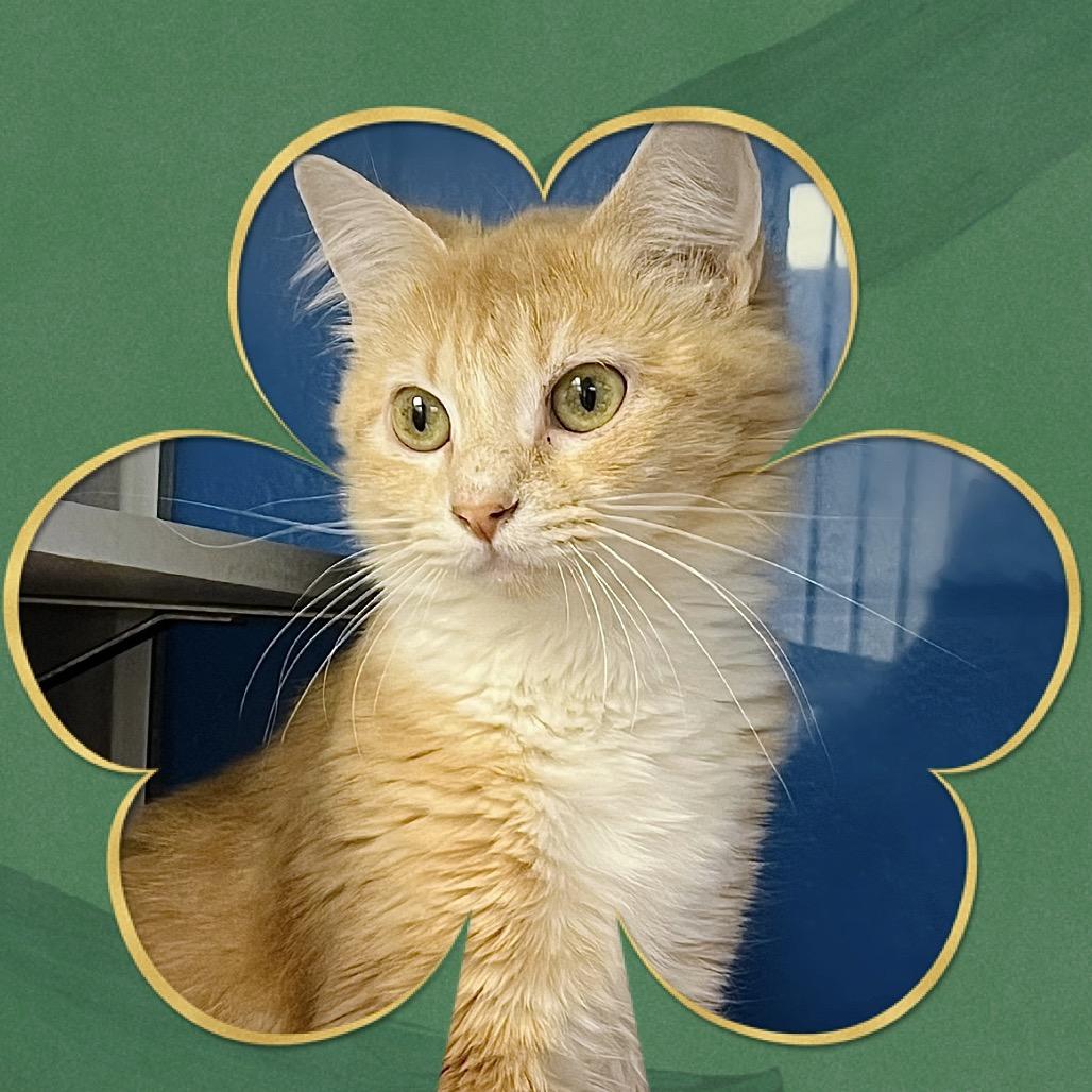 Enlarge Magnolia, a Adoptable Domestic Medium Hair in Huntsville, AL image 2/6