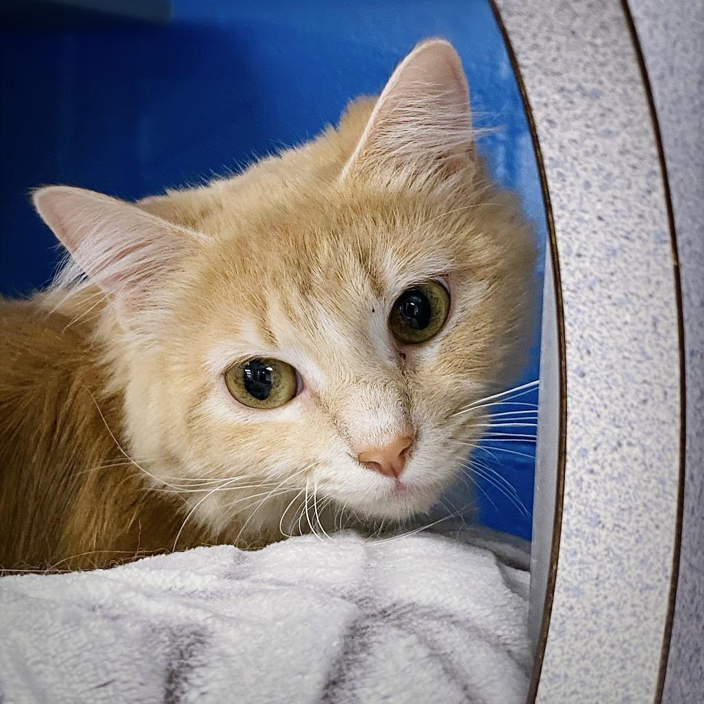 Enlarge Magnolia, a Adoptable Domestic Medium Hair in Huntsville, AL image 3/6