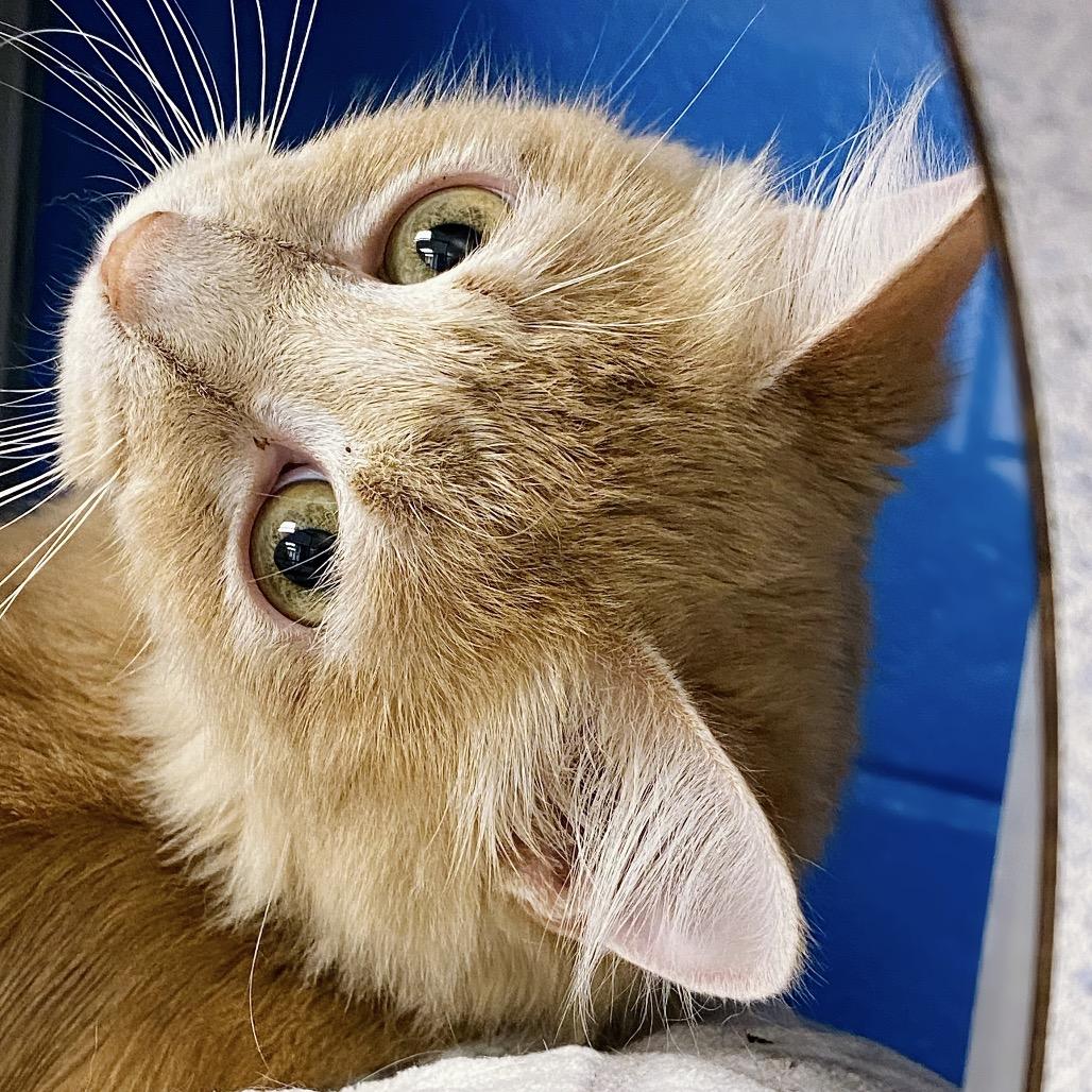 Enlarge Magnolia, a Adoptable Domestic Medium Hair in Huntsville, AL image 4/6