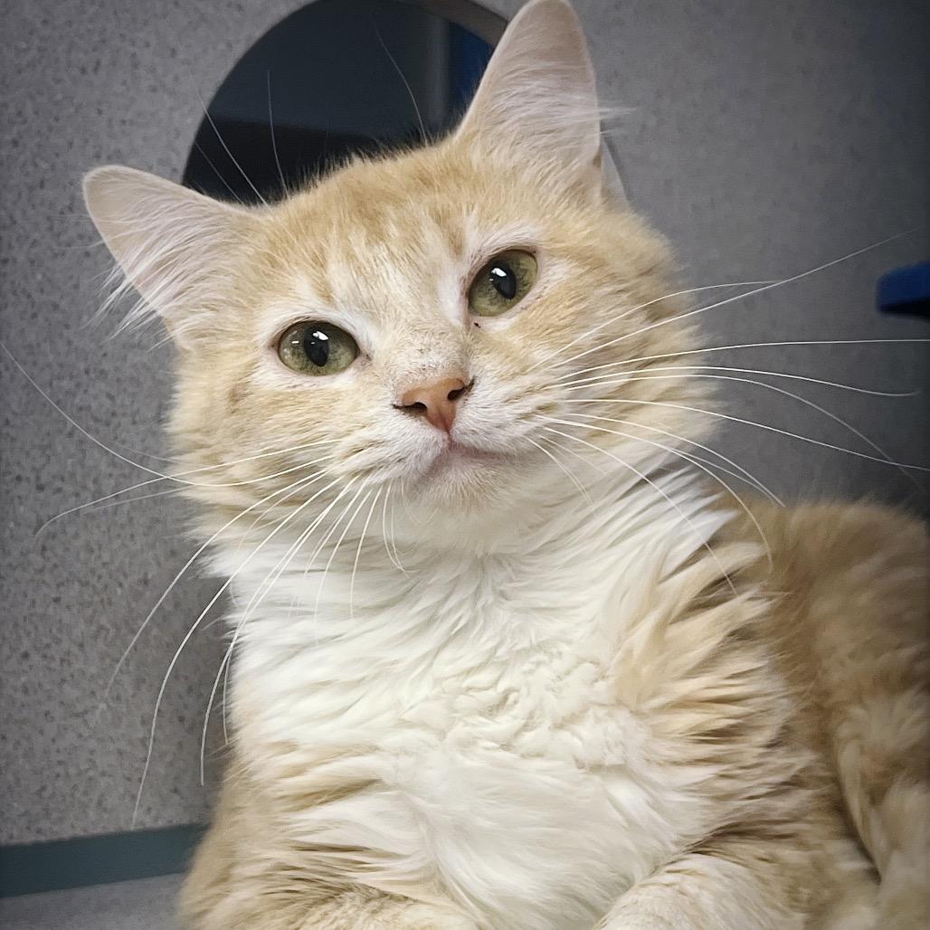 Enlarge Magnolia, a Adoptable Domestic Medium Hair in Huntsville, AL image 5/6