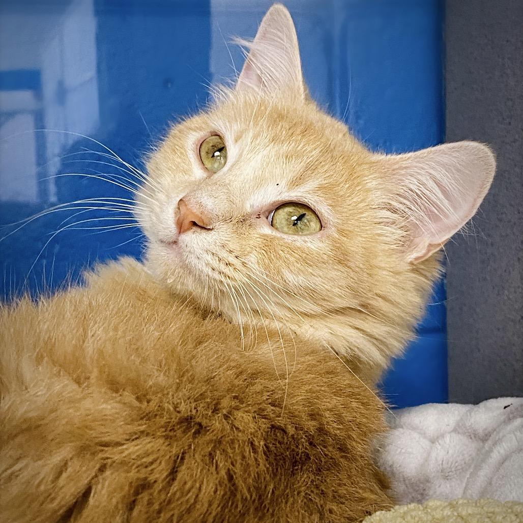 Enlarge Magnolia, a Adoptable Domestic Medium Hair in Huntsville, AL image 6/6