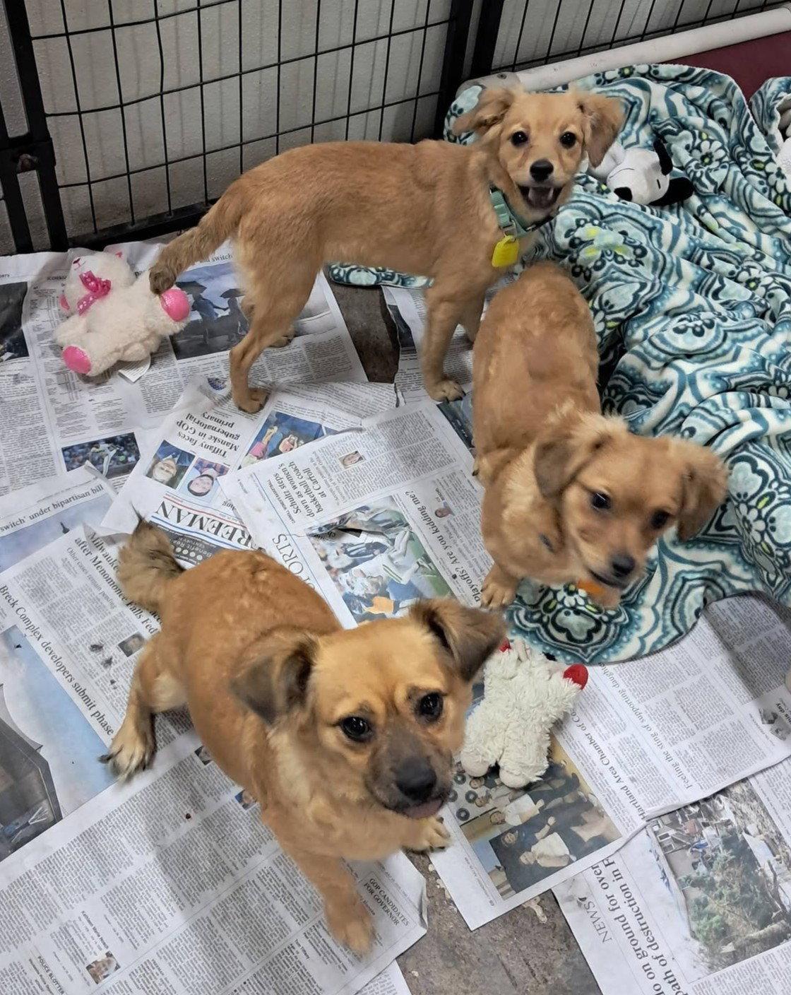 Enlarge January Marie, a Adoptable mixed breed in Mukwonago, WI image 1/2