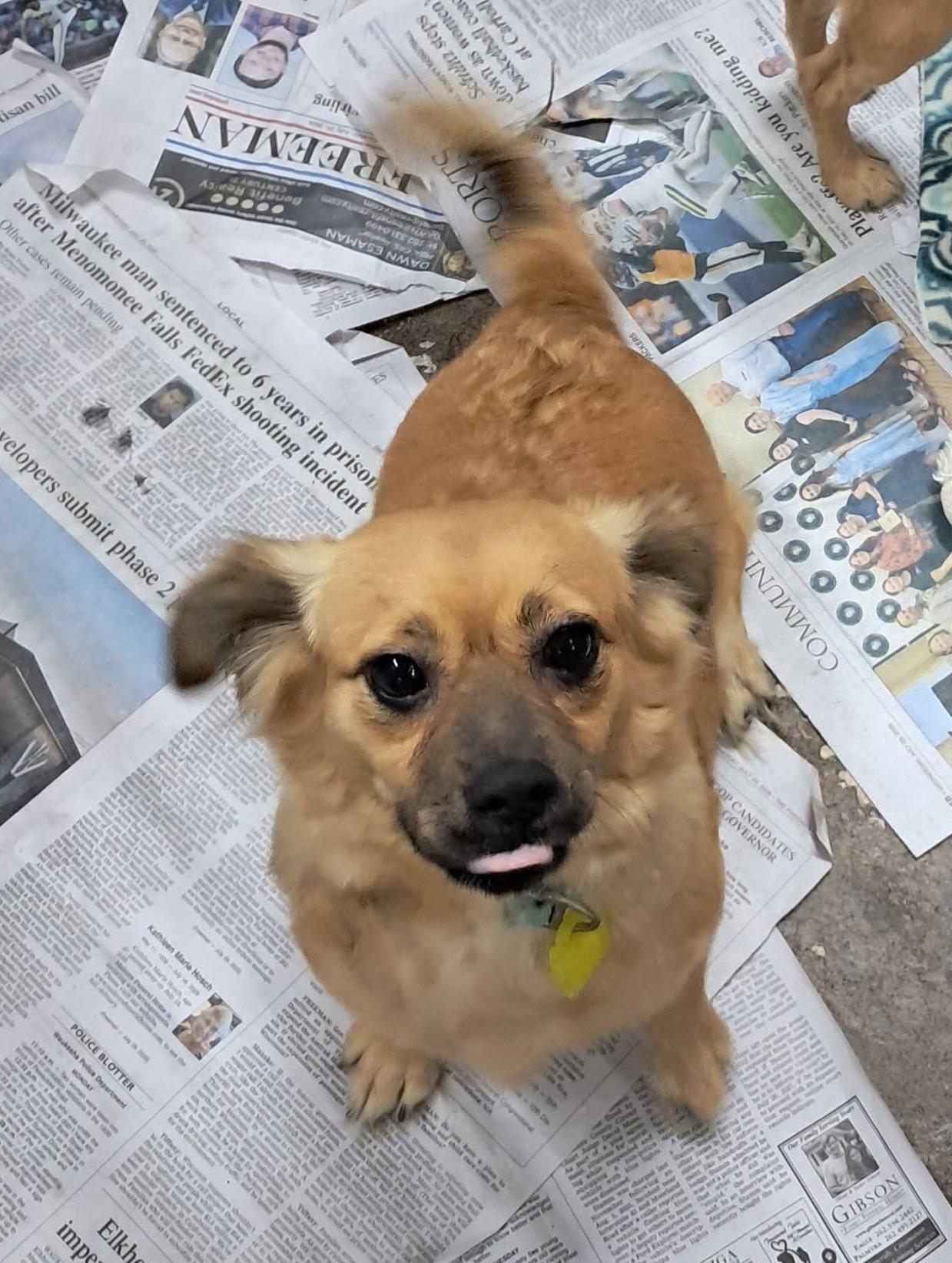 Enlarge January Marie, a Adoptable mixed breed in Mukwonago, WI image 2/2