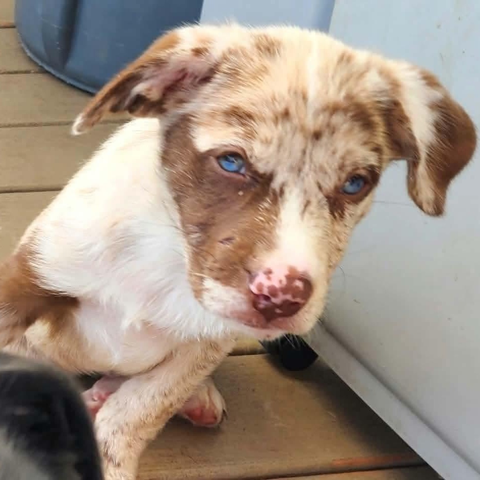 Enlarge Sorbet, a Adopted mixed breed in DeWitt, NY image 3/6