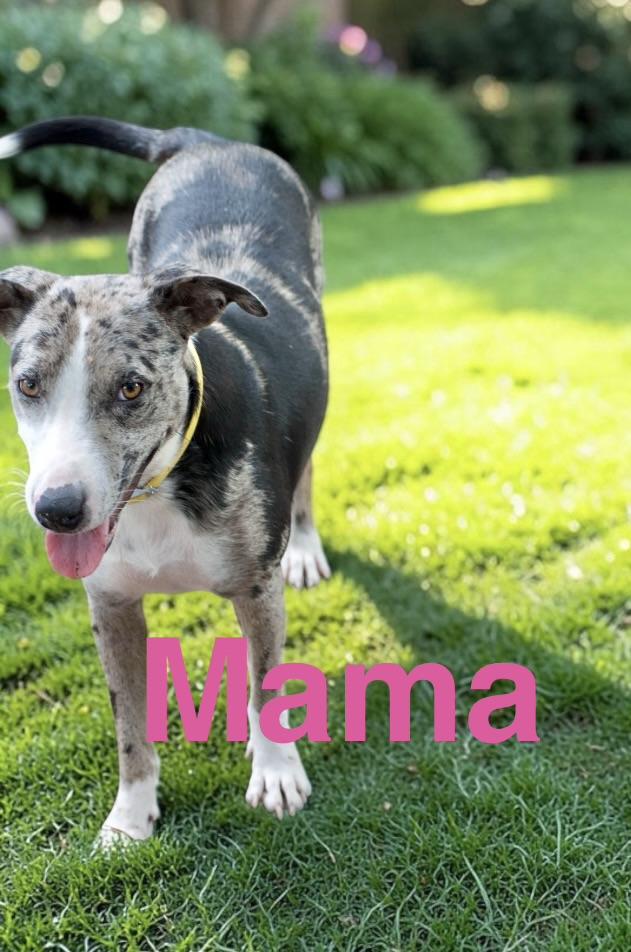 Enlarge Sorbet, a Adopted mixed breed in DeWitt, NY image 6/6