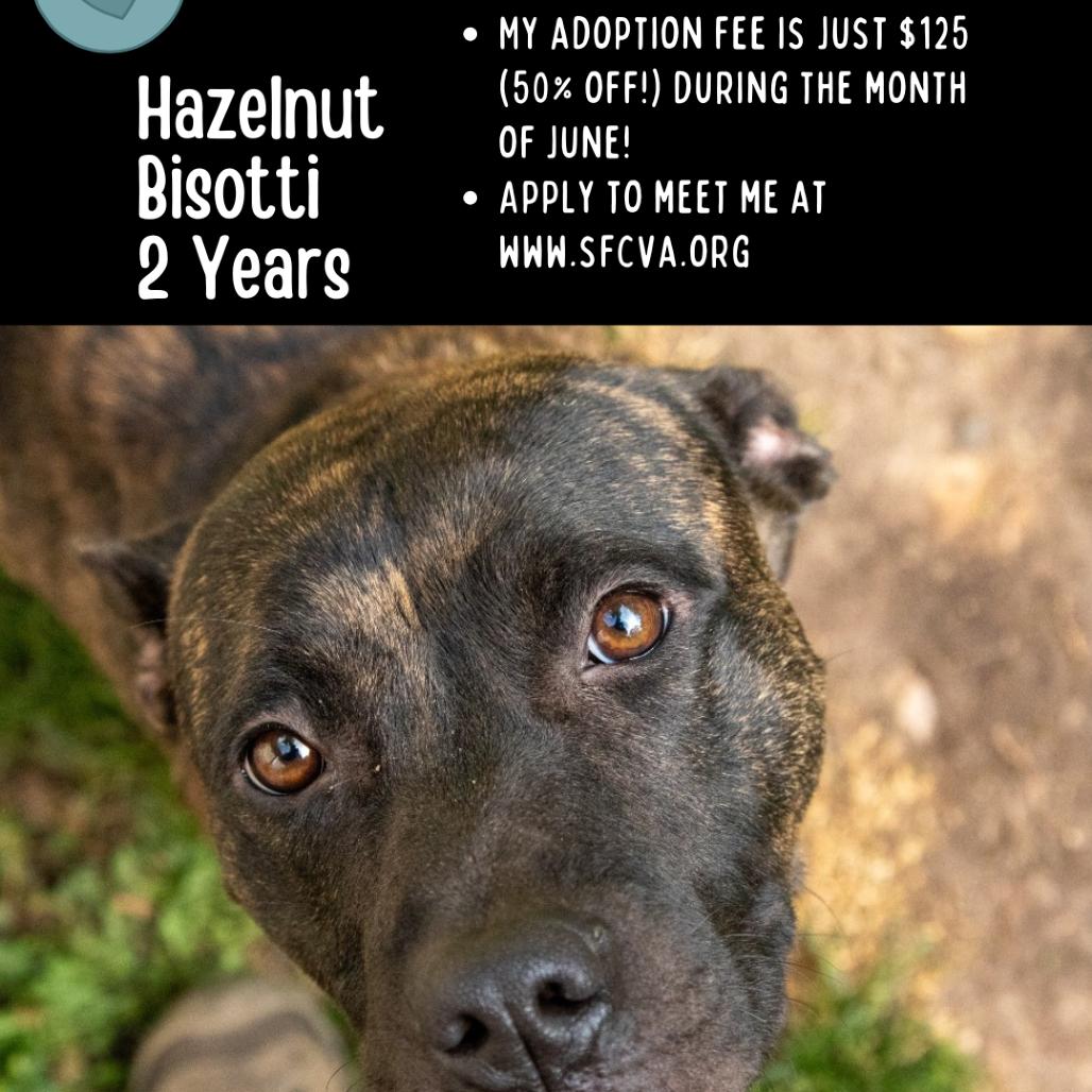 Hazelnut Biscotti, a Adoptable Mixed Breed in Fredericksburg, VA image 1/6