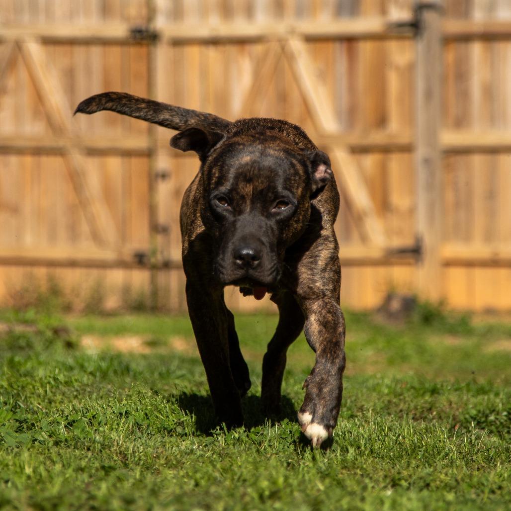 Enlarge Hazelnut Biscotti, a Adoptable Mixed Breed in Fredericksburg, VA image 1/6