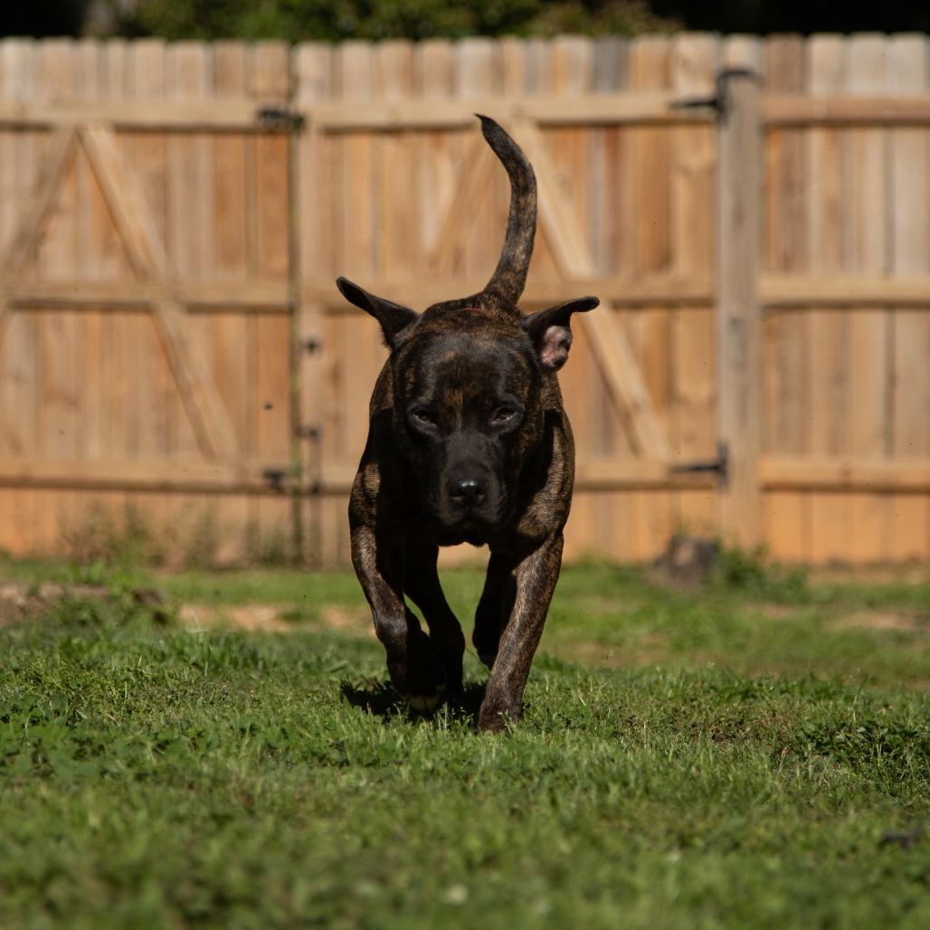 Enlarge Hazelnut Biscotti, a Adoptable Mixed Breed in Fredericksburg, VA image 2/6