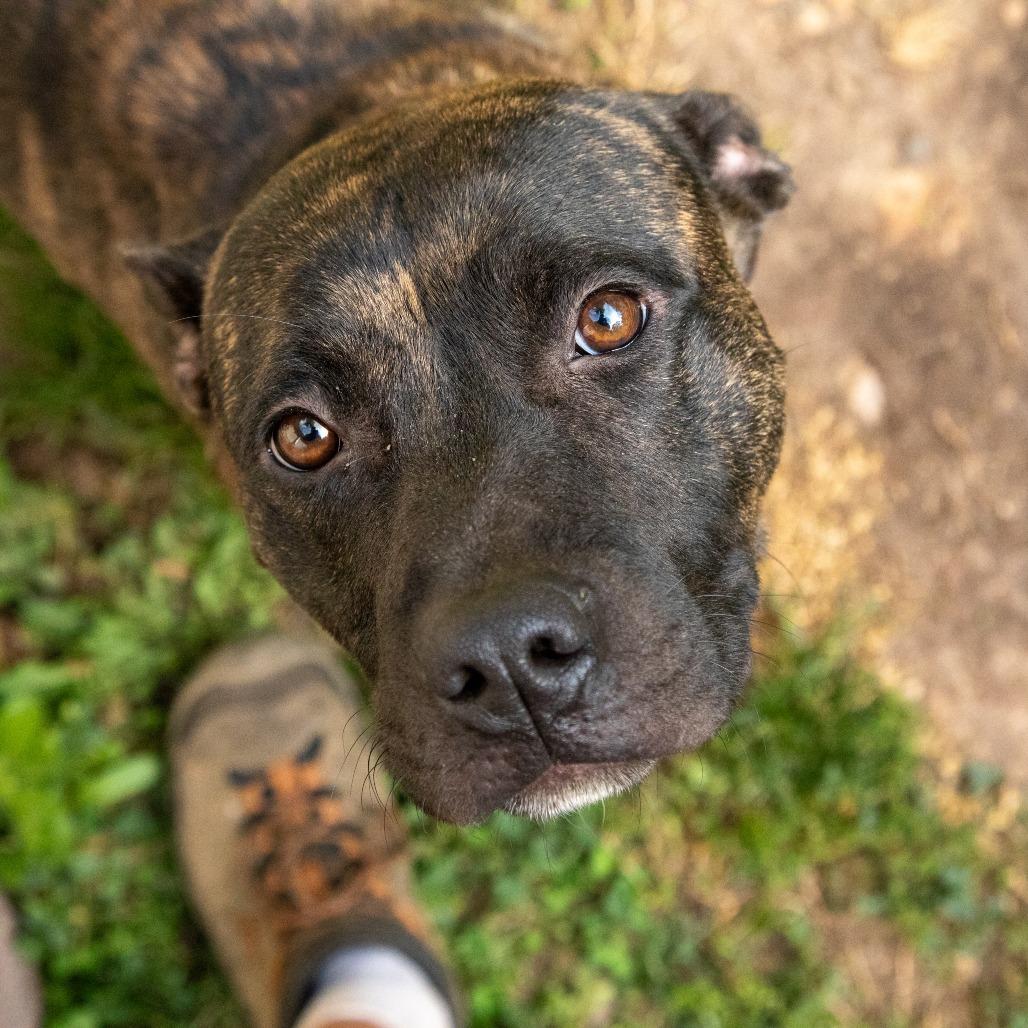 Enlarge Hazelnut Biscotti, a Adoptable Mixed Breed in Fredericksburg, VA image 3/6