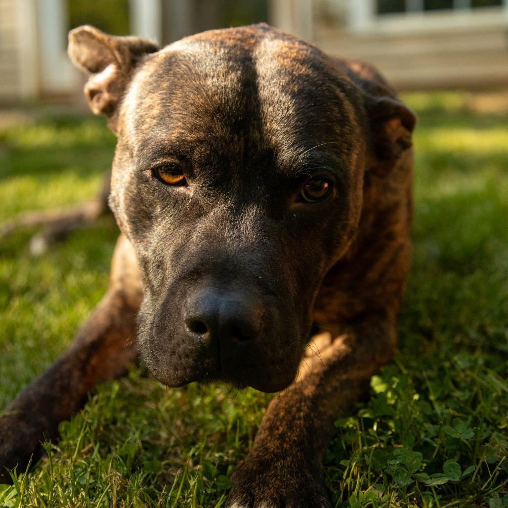 Enlarge Hazelnut Biscotti, a Adoptable Mixed Breed in Fredericksburg, VA image 4/6