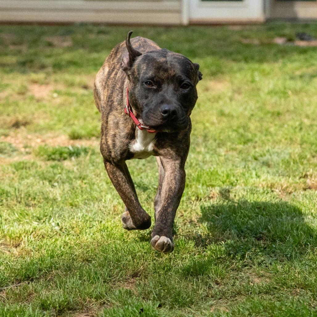 Enlarge Hazelnut Biscotti, a Adoptable Mixed Breed in Fredericksburg, VA image 5/6