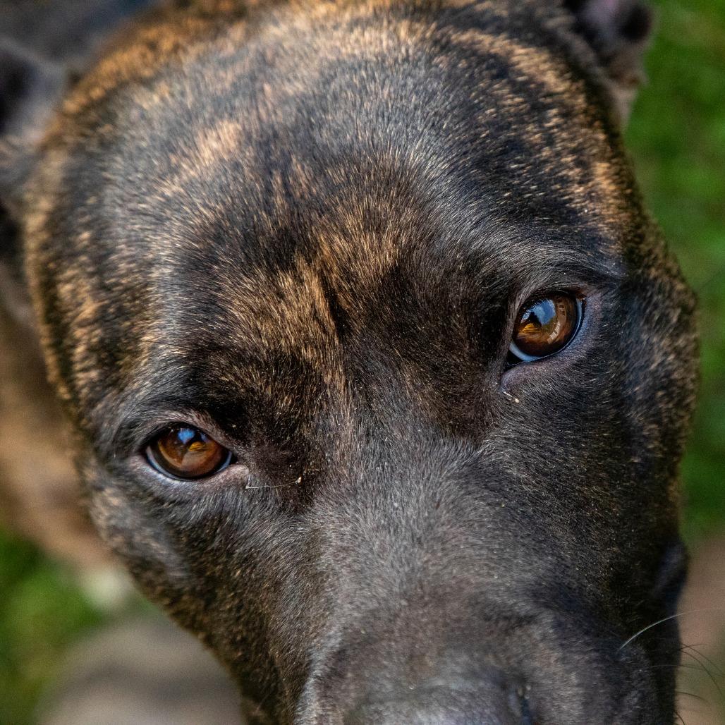 Enlarge Hazelnut Biscotti, a Adoptable Mixed Breed in Fredericksburg, VA image 6/6
