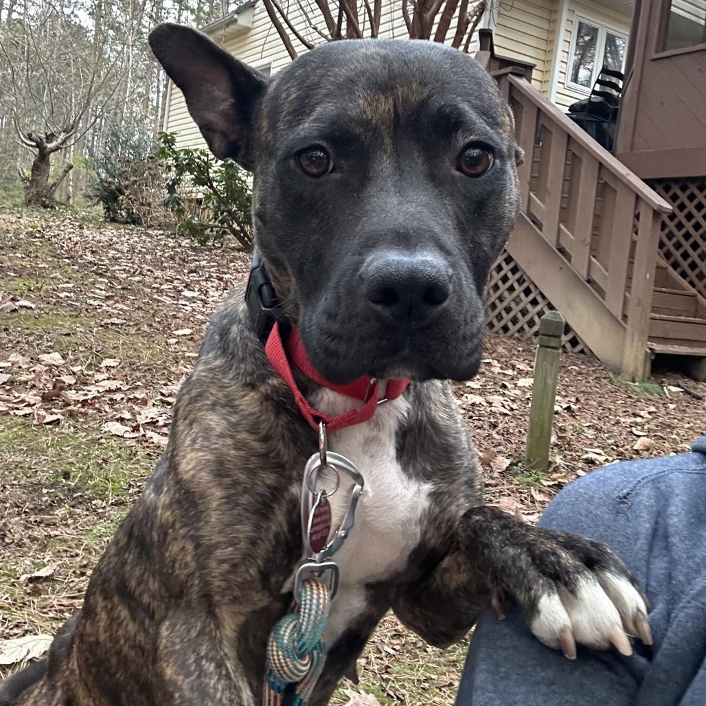 Hazelnut Biscotti, a Adoptable Mixed Breed in Fredericksburg, VA image 6/6