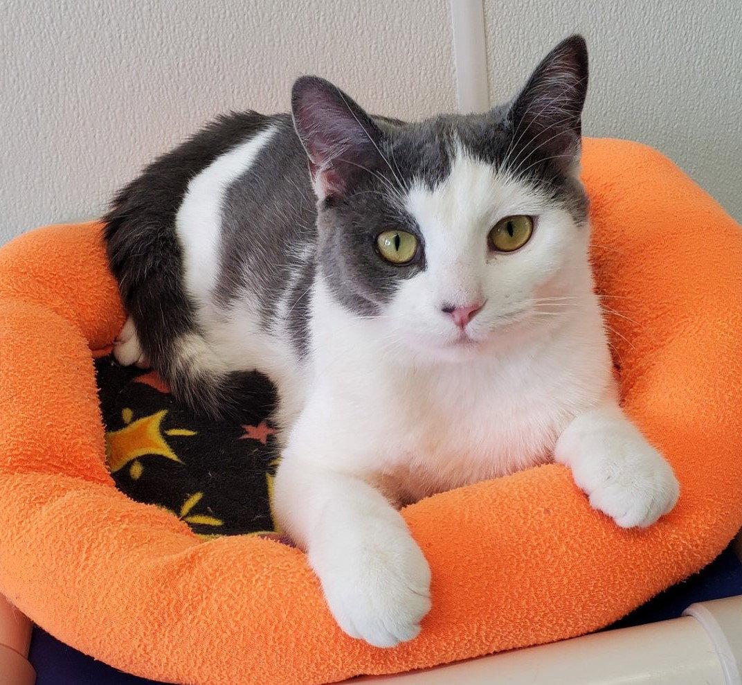Whiskers, Adoptable, Young Male Domestic Short Hair.