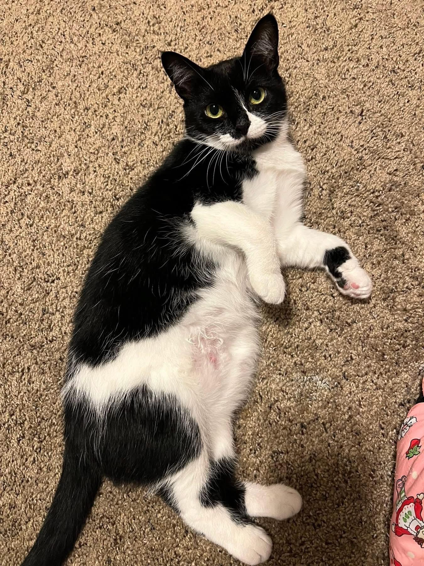 Enlarge Flo, a Adoptable Domestic Long Hair in North Huntingdon, PA image 2/3