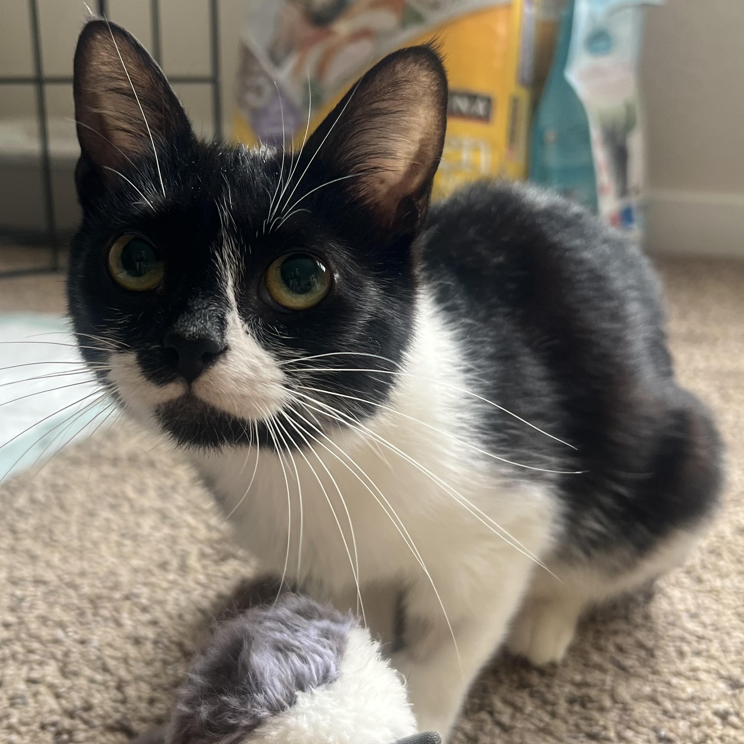 Enlarge Flo, a Adoptable Domestic Long Hair in North Huntingdon, PA image 3/3